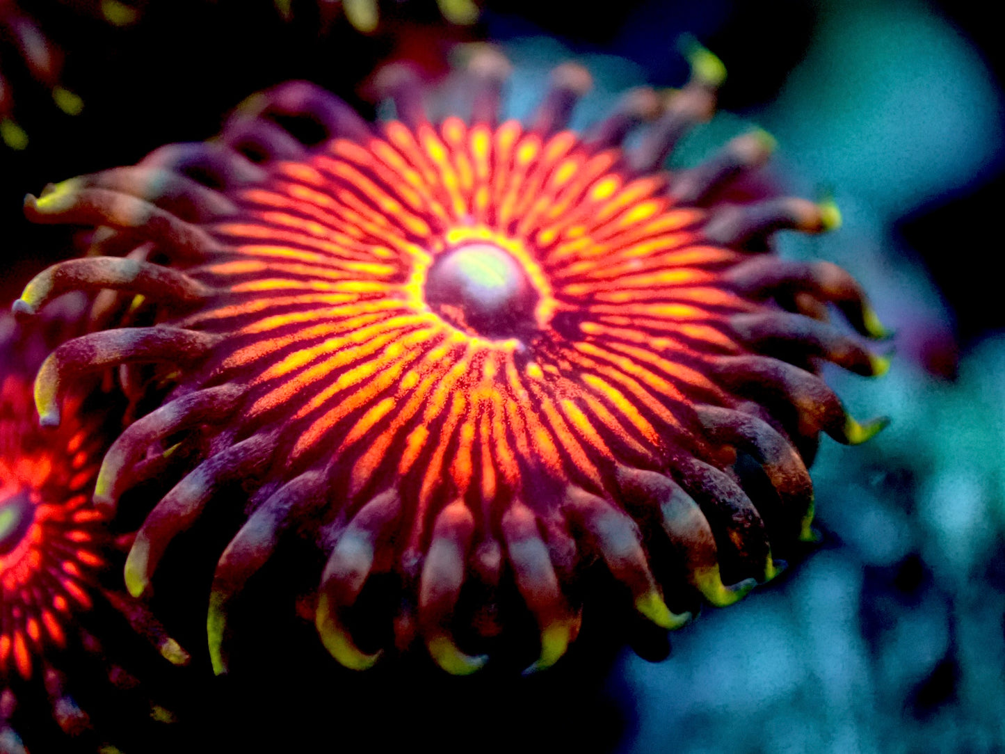 Stranger Things Zoanthids