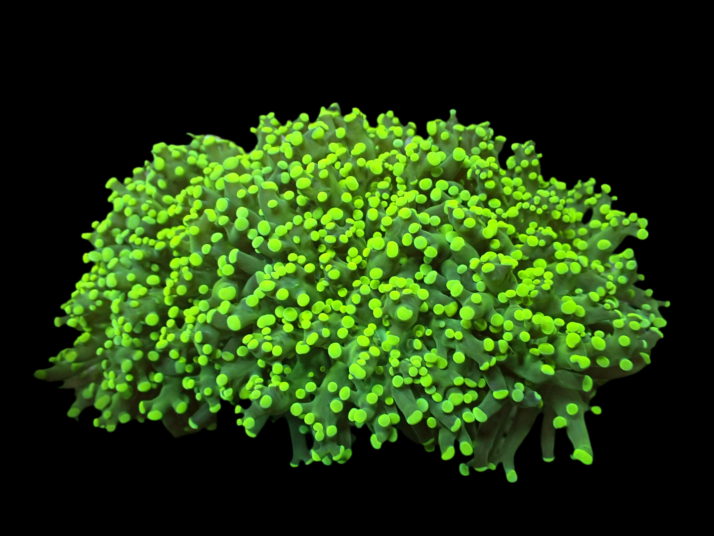 Green Frogspawn