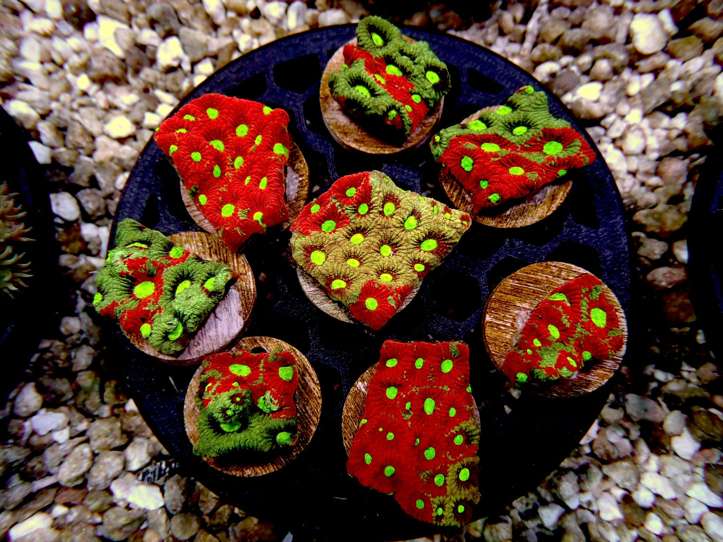 War coral
