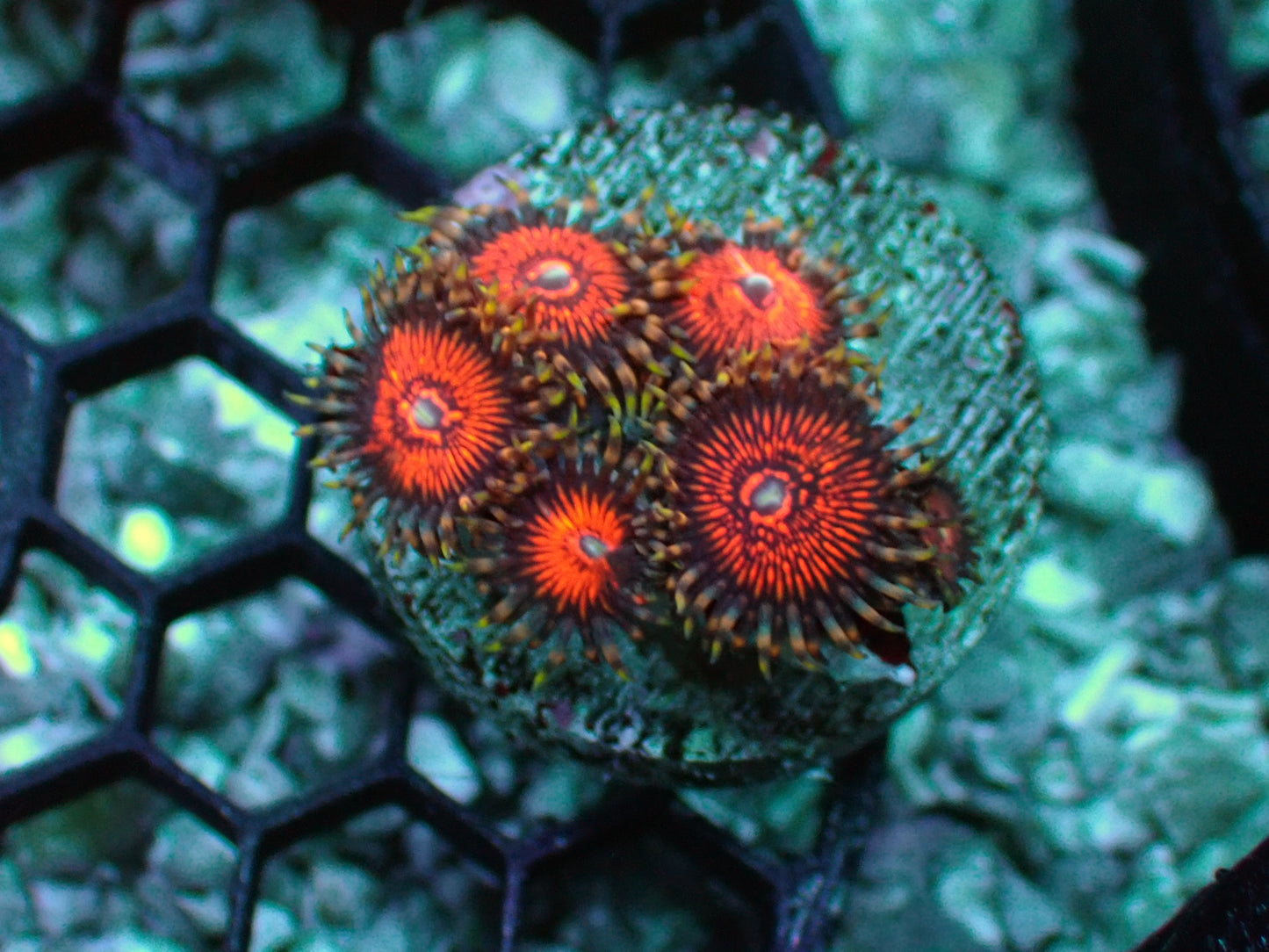 Stranger Things zoas
