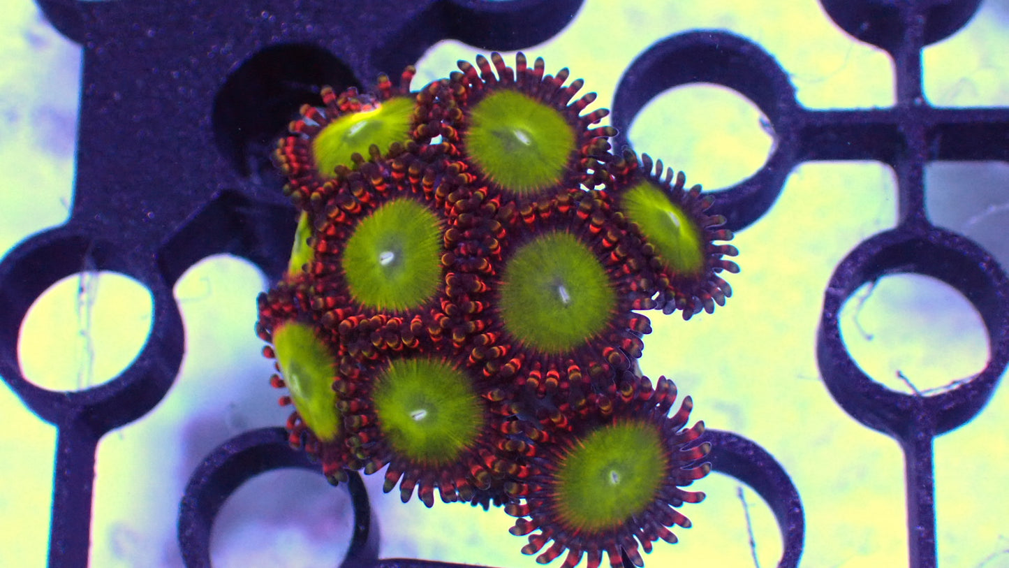Candy apple zoas full plug 1” frag WYSIWYG