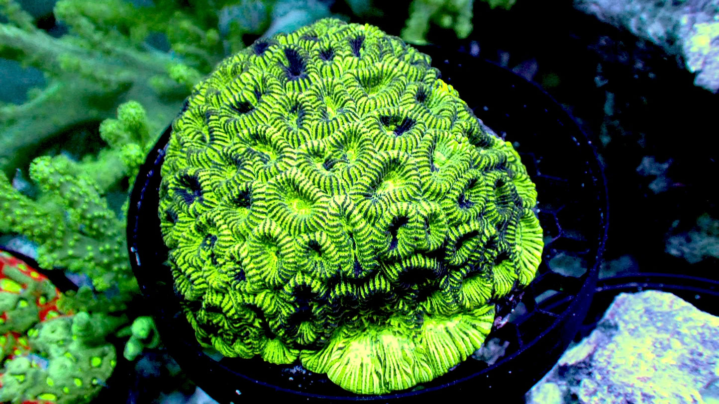 Glow worm favite brain colony 4” WYSIWYG