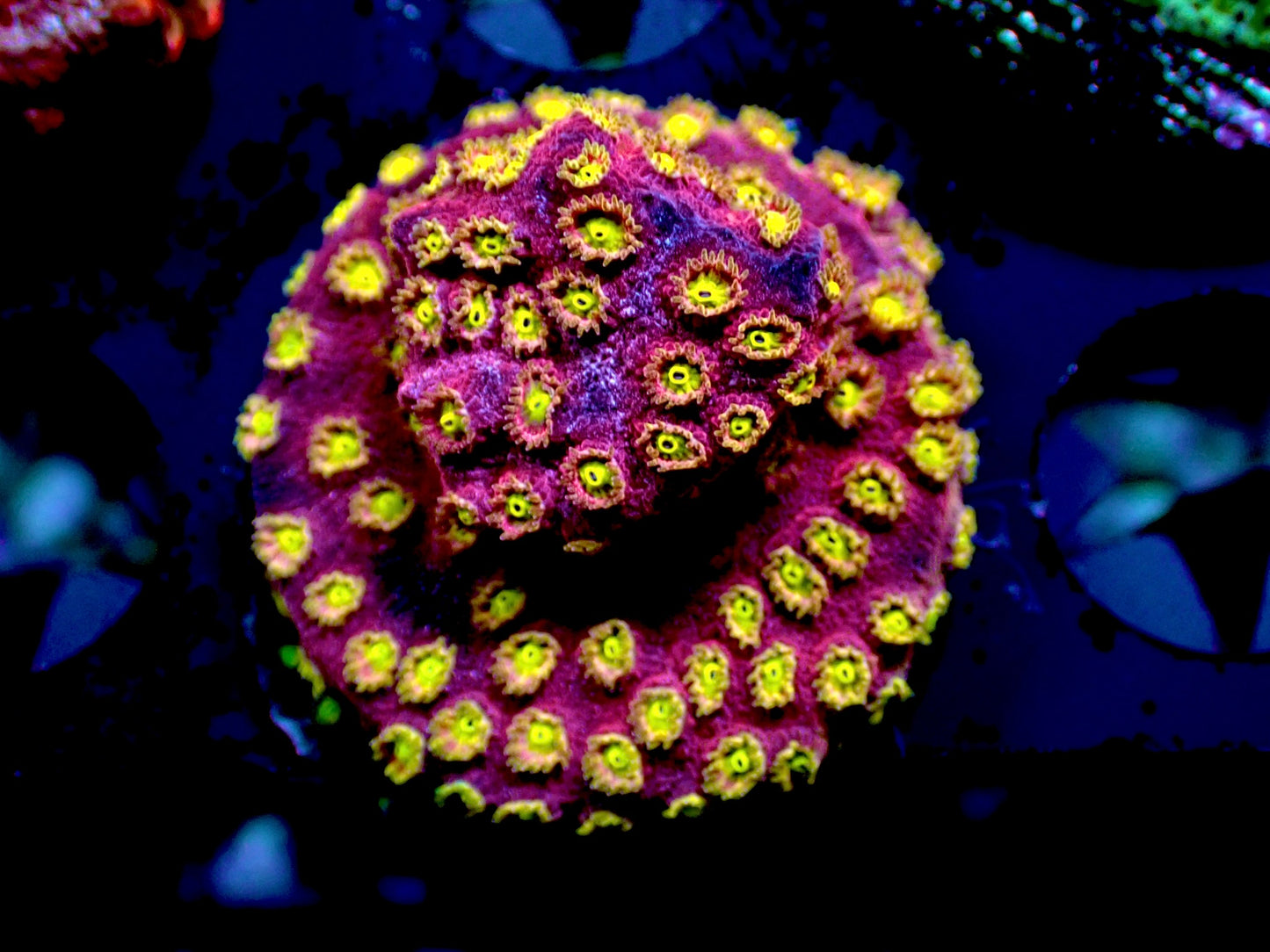 Bling bling Cyphastrea