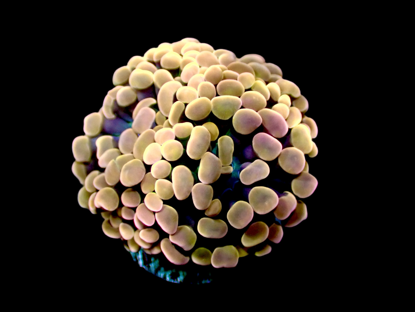 Rose gold hammer 1” frag