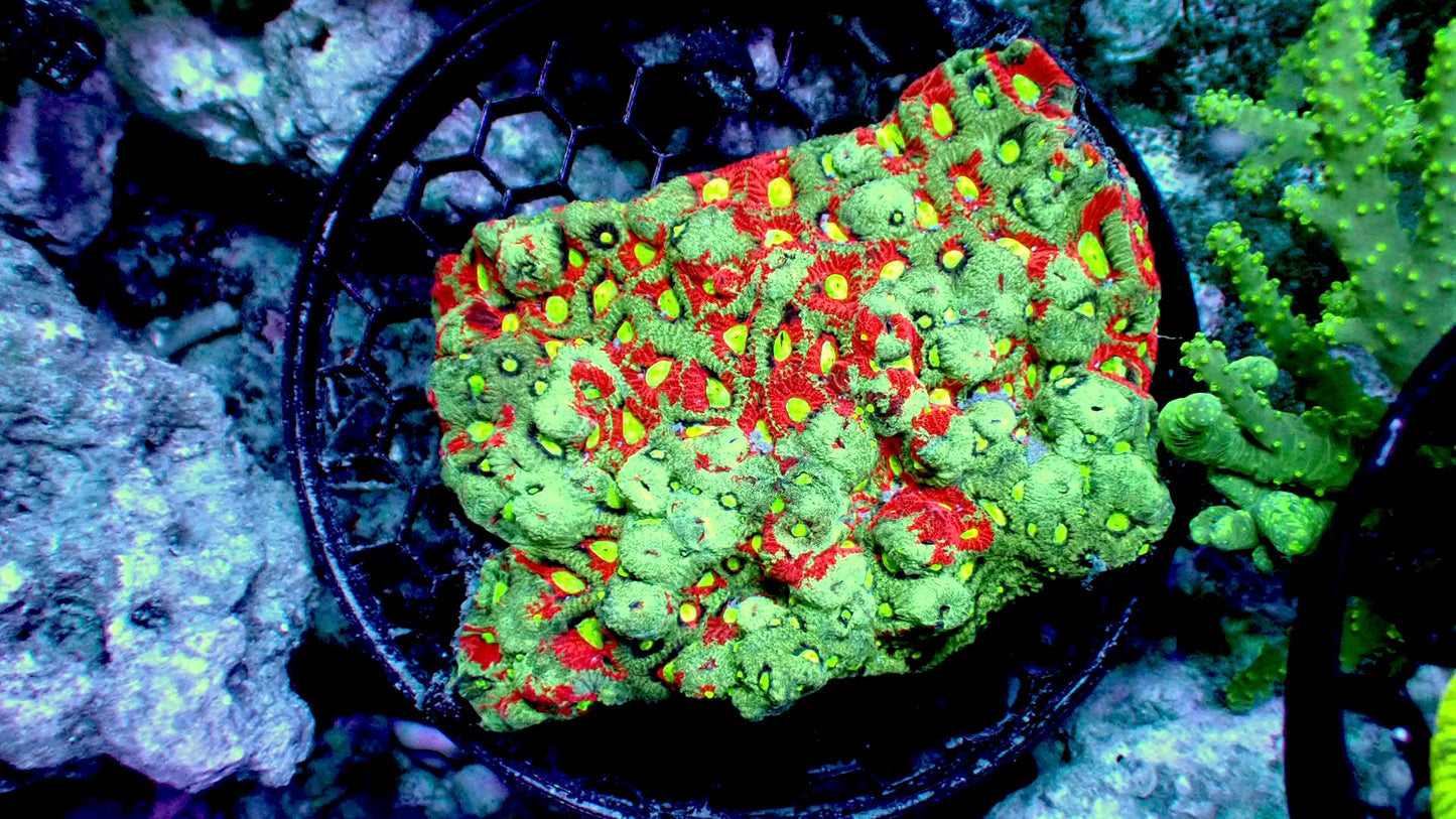 Splatter Sky Favites Colony 4” WYSIWYG
