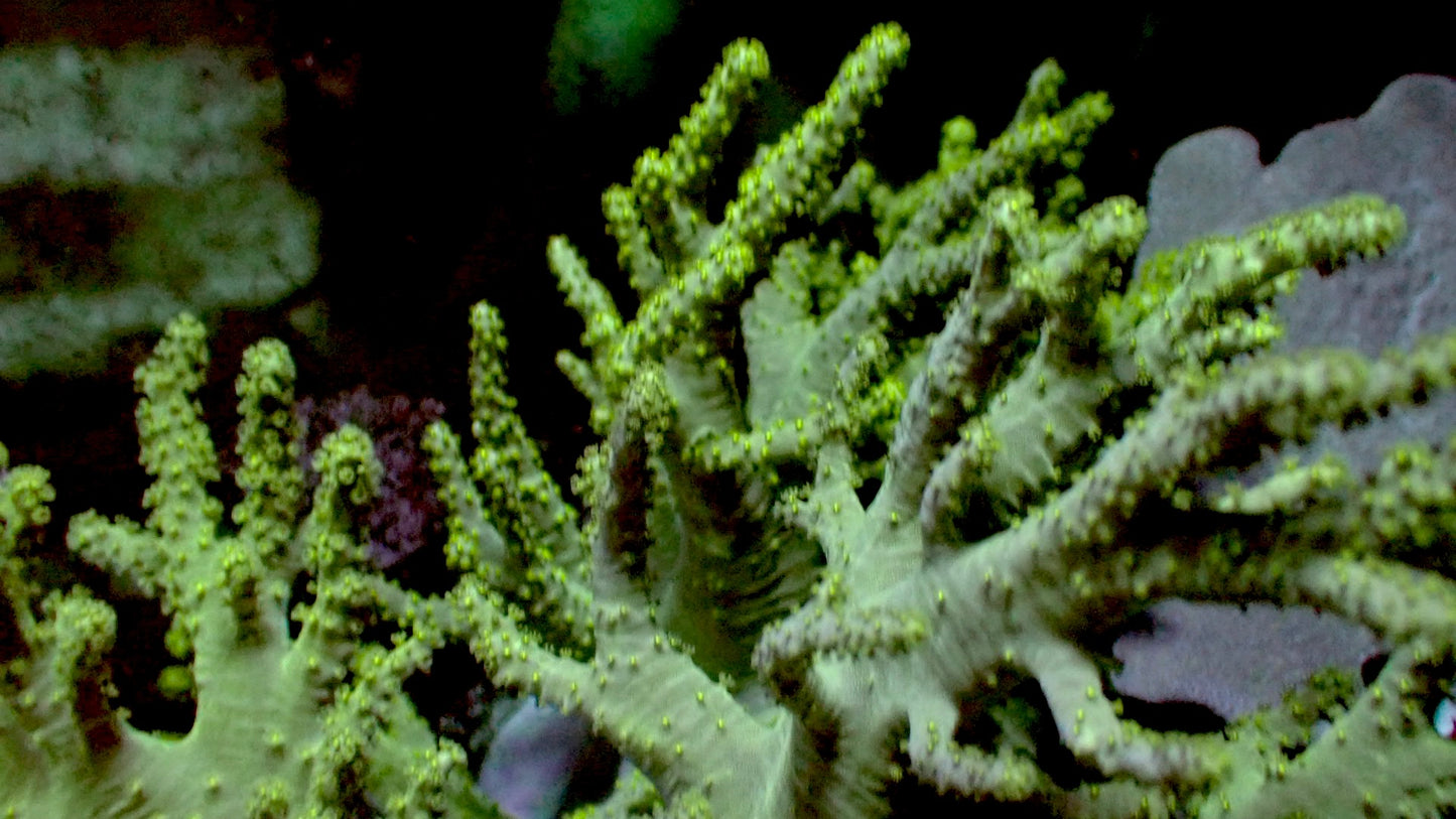 Green Finger Leather