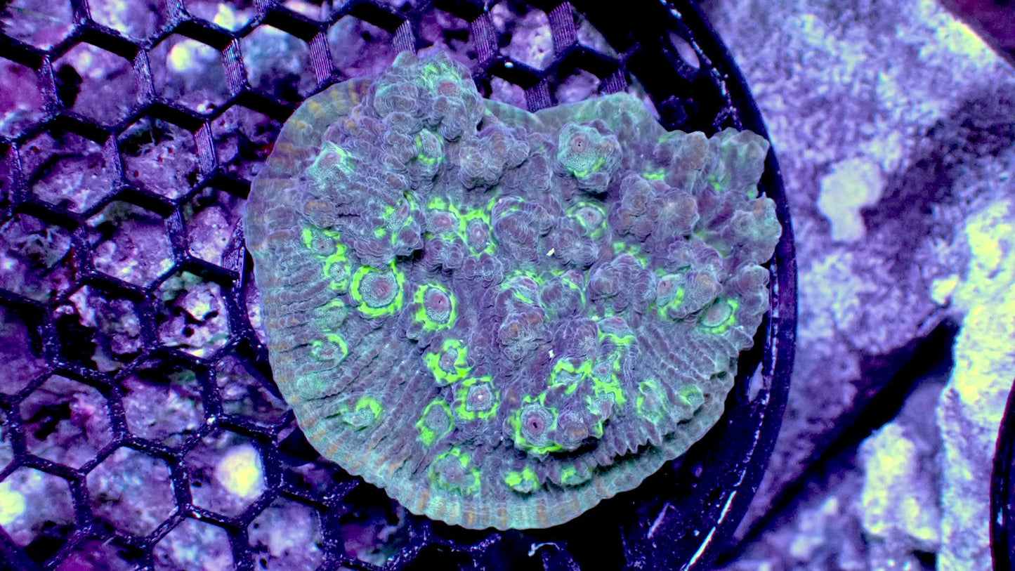 Blue dream chalice 3” WYSIWYG