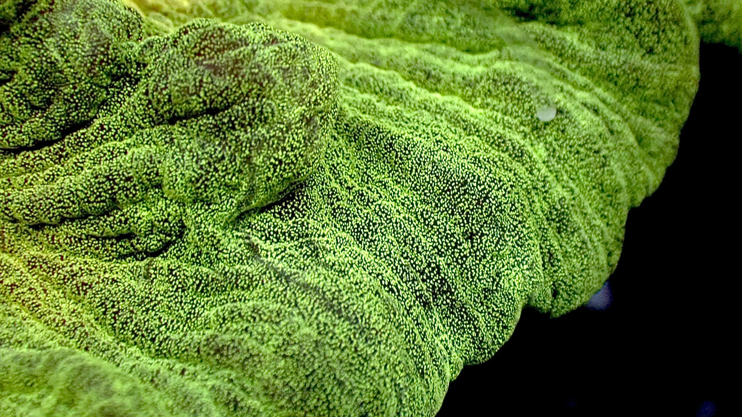 UFO πΈ pectinia 5β colony WYSIWYG