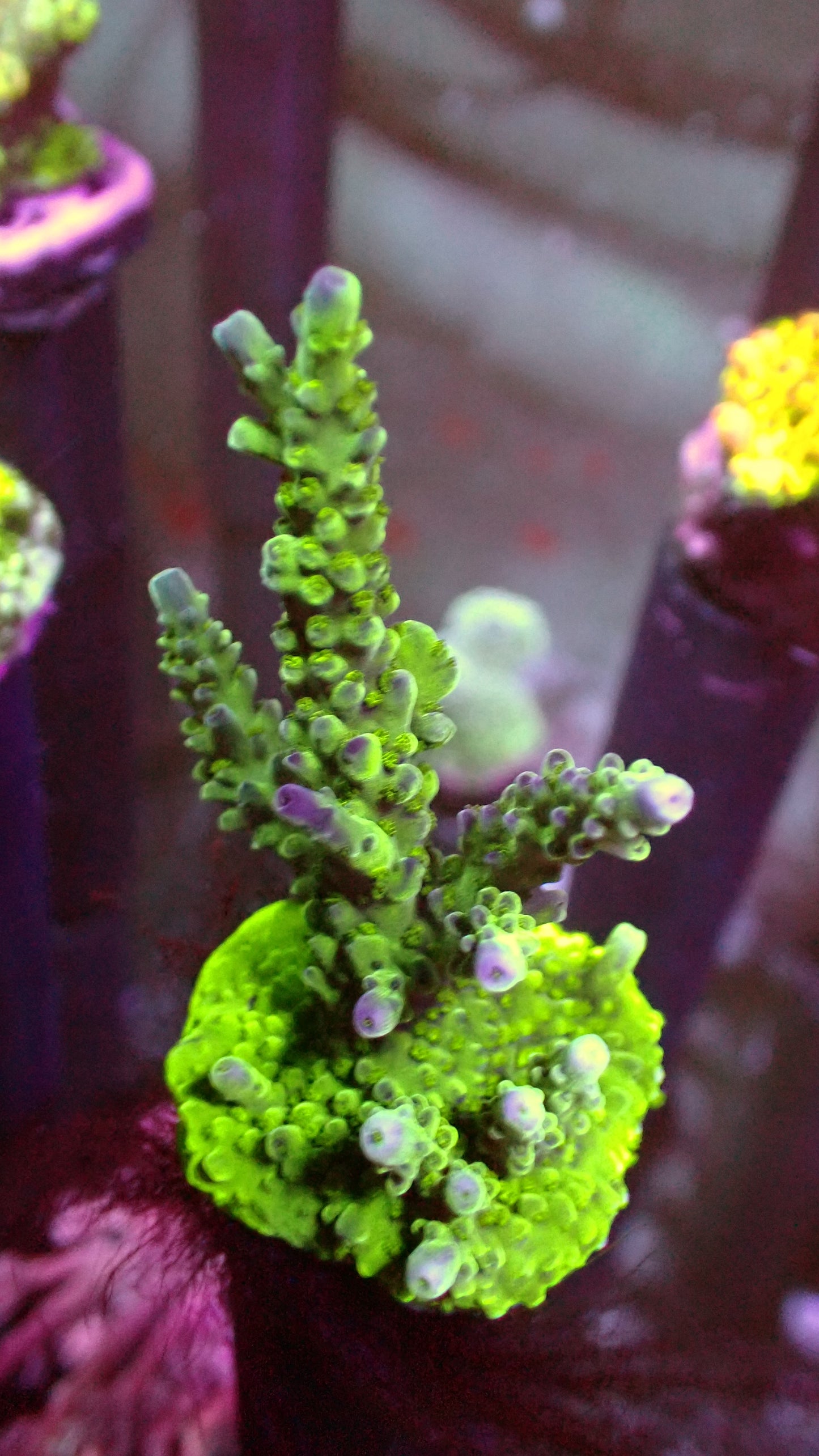 Tri color valida acro 1” frag