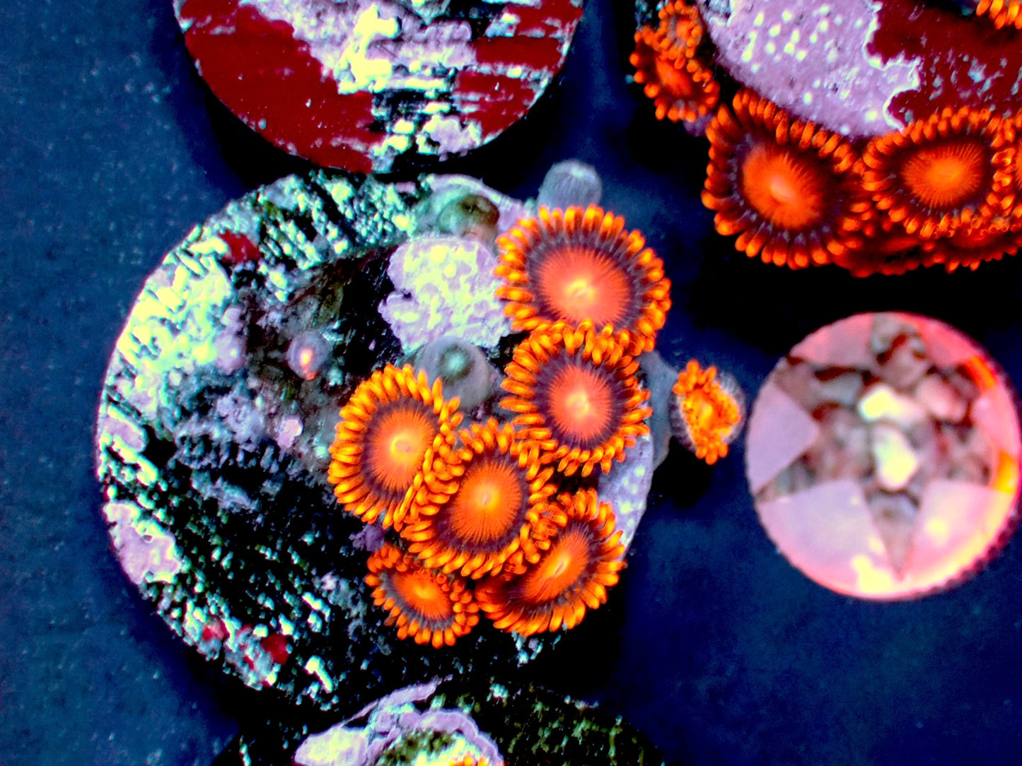 Bam bam zoas 1β frag 2+ polyps