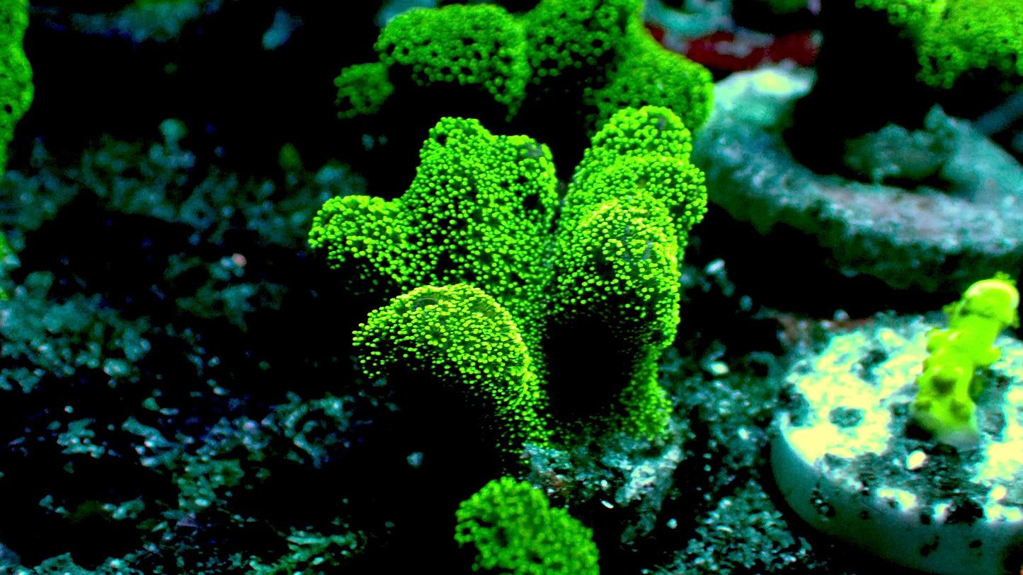 Neon Green stylophora 1” frag