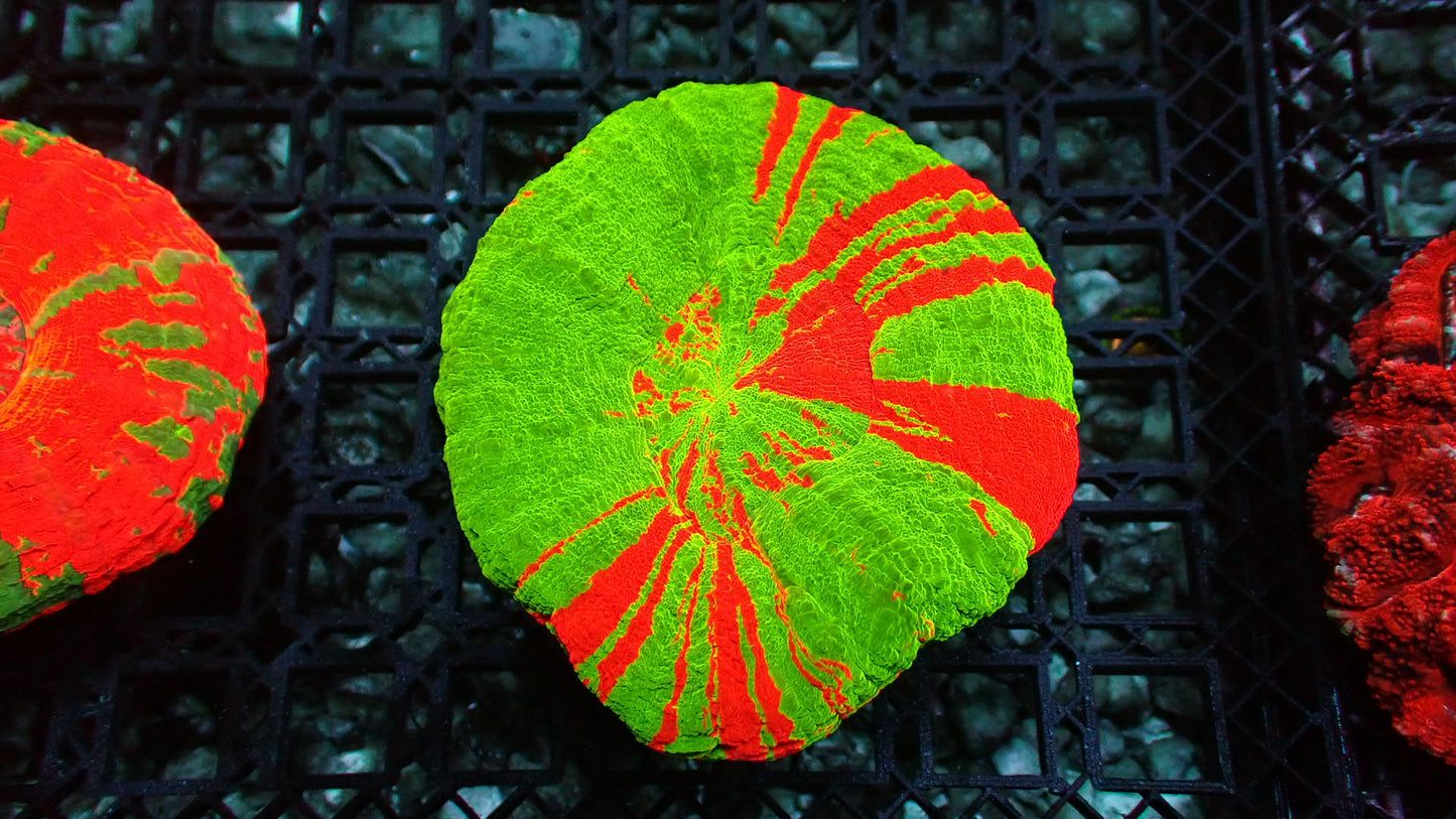 Bleeding apple scoly 3” WYSIWYG