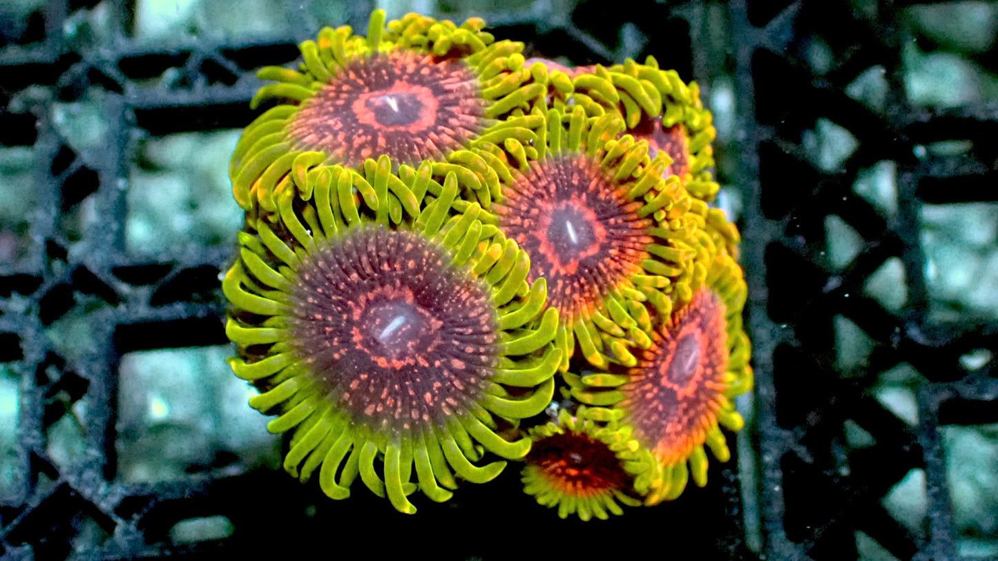 Grand master krak gmk zoas 1” frag 3 heads+