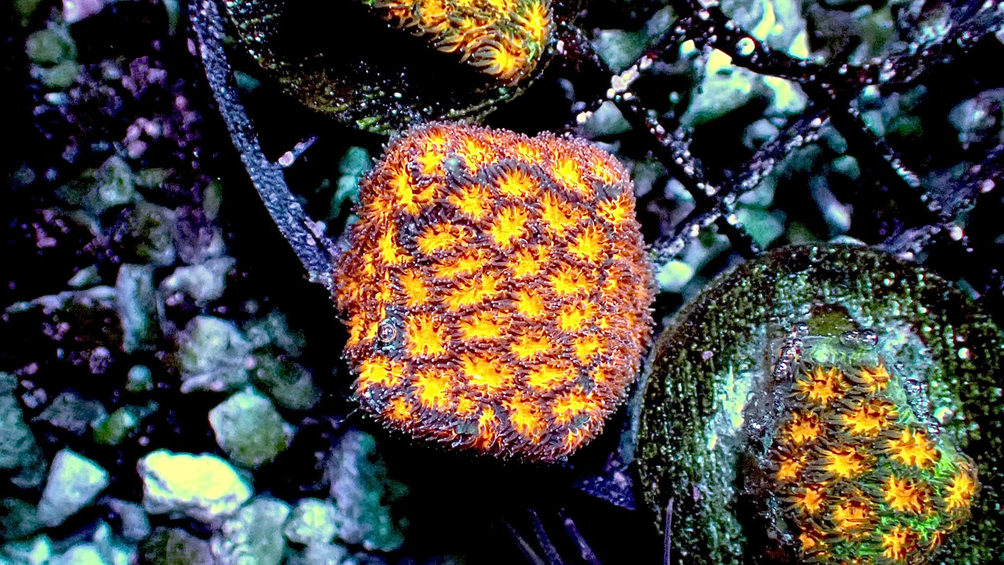 Orange Leptastrea 1” frag