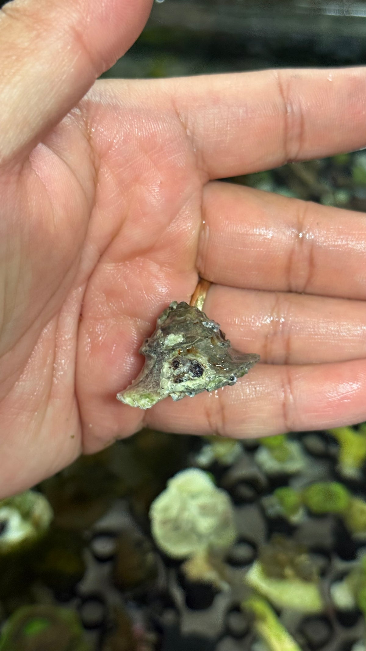 Frilled trochus 3x snails lot