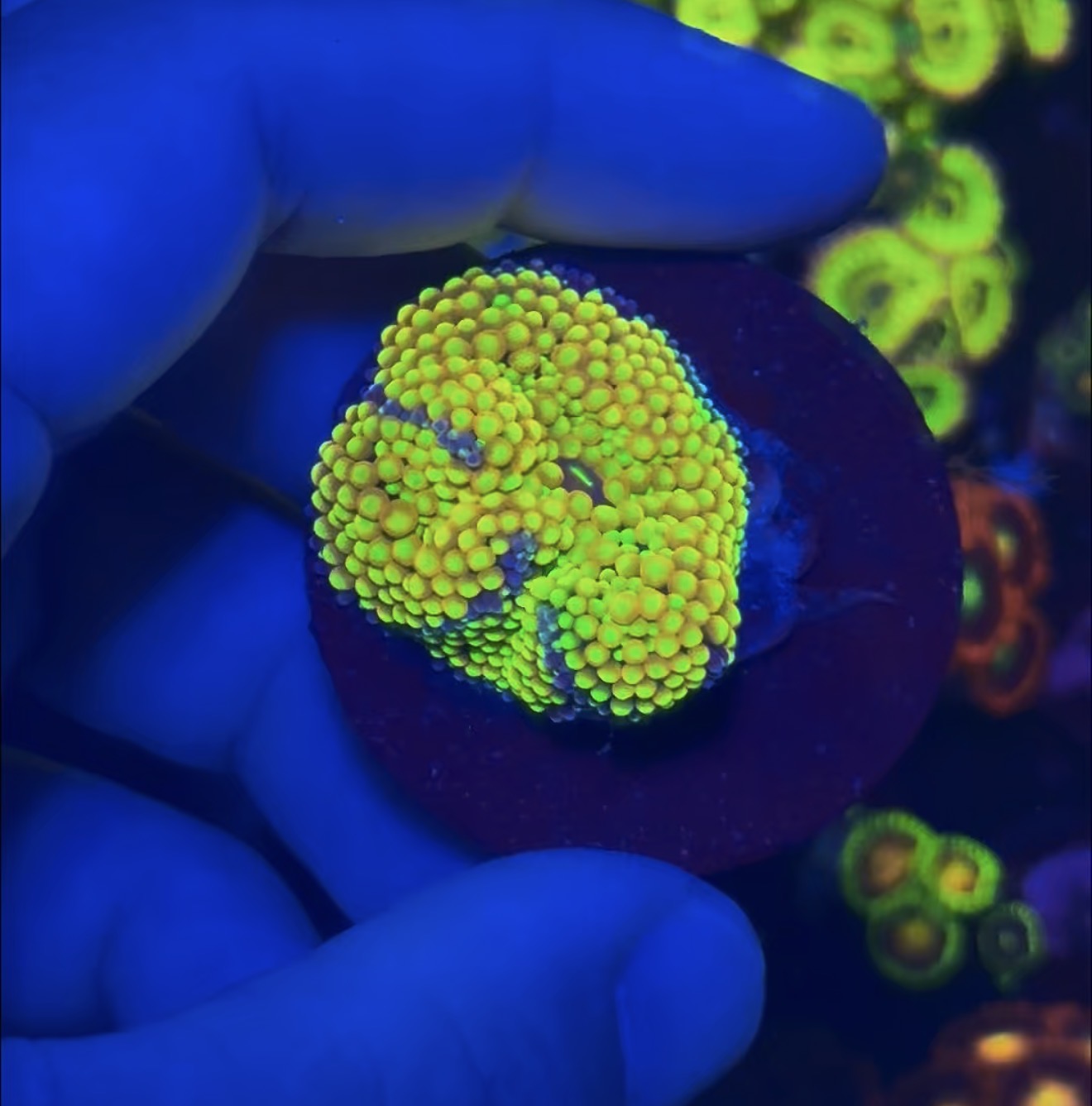 Yellow Florida Ricordea 1” frag