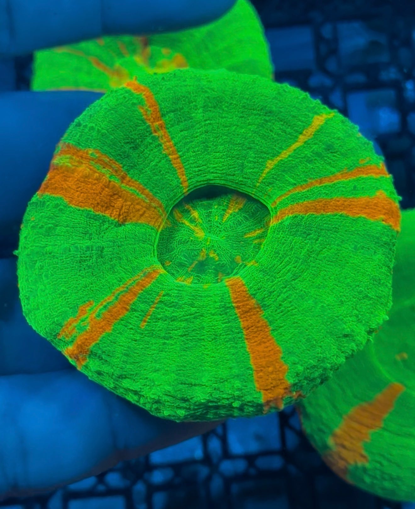 XL bleeding apple scoly 3”+ WYSIWYG