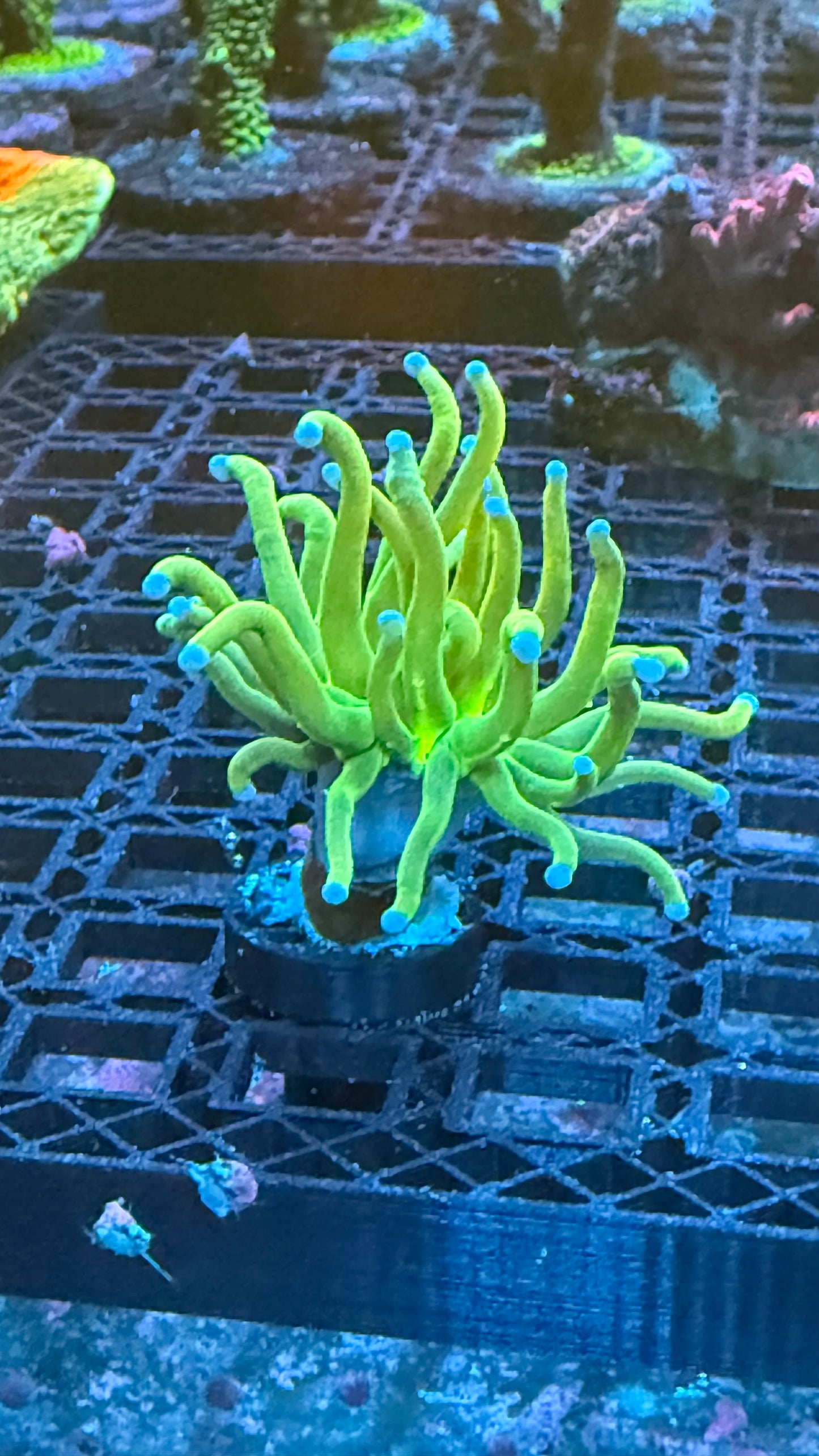 Holy grail torch 1” frag