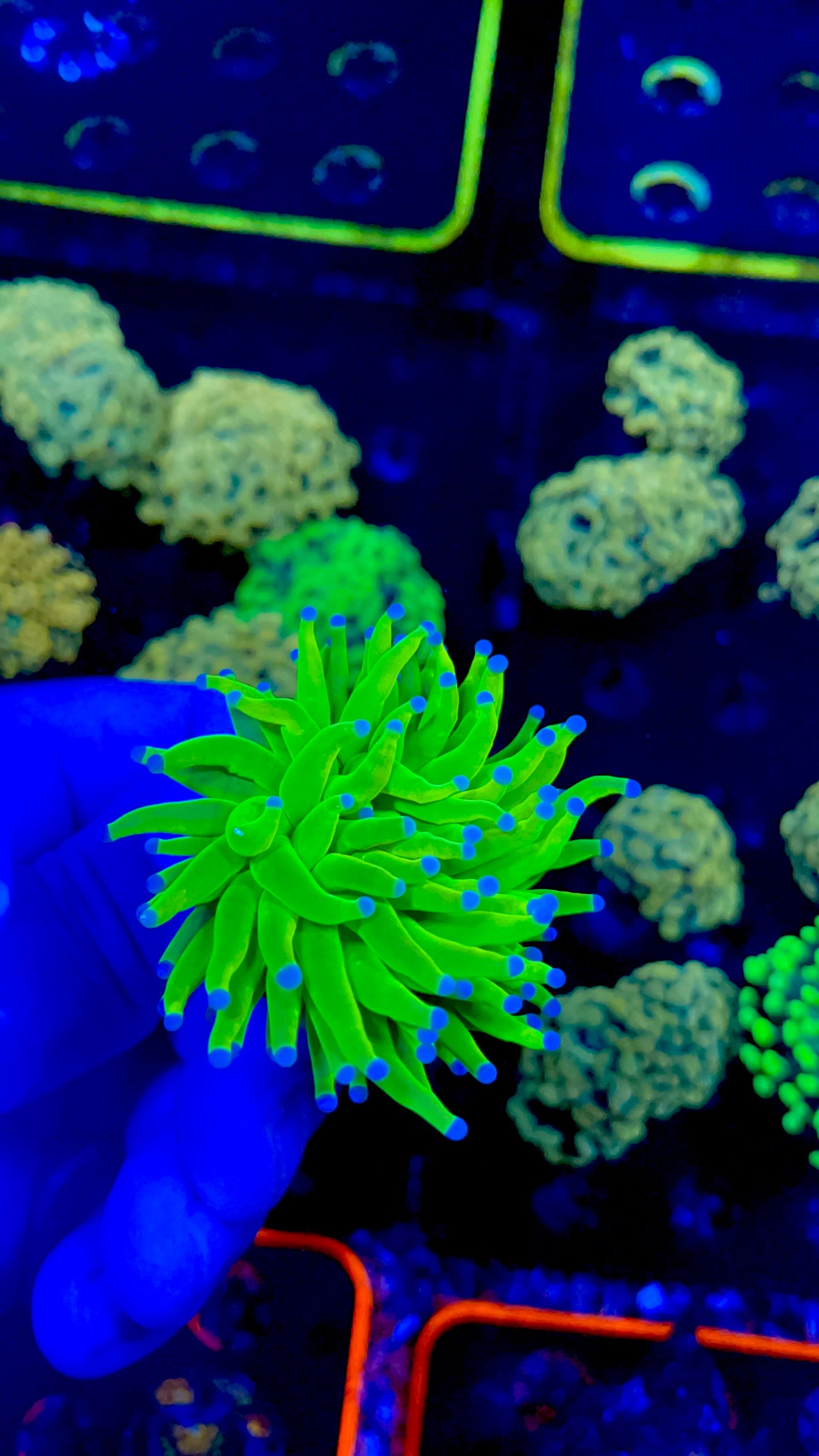 Holy grail torch 1โ frag