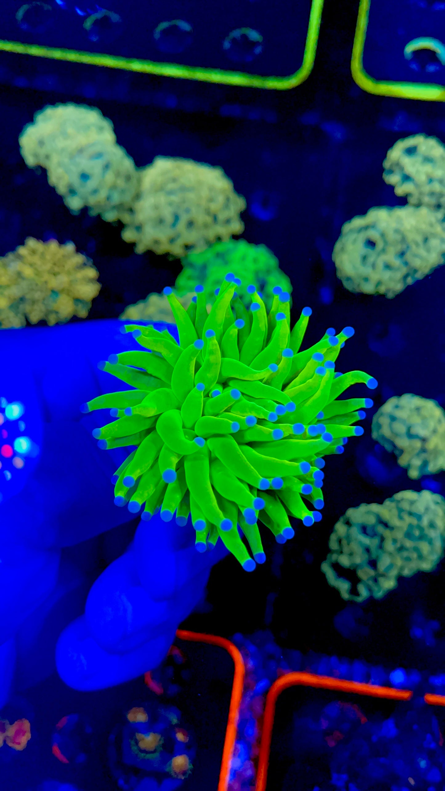 Holy grail torch 1β frag