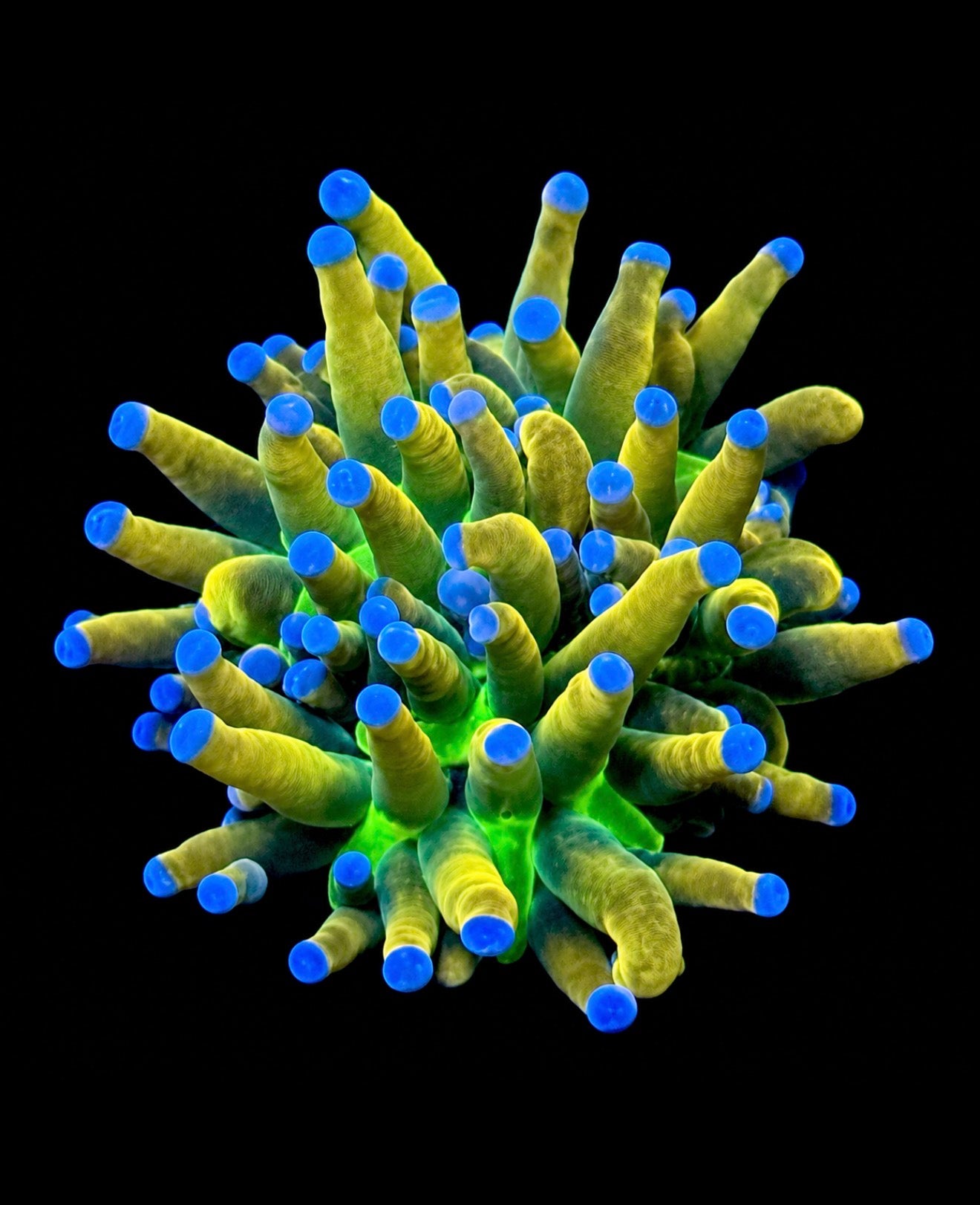 Dragon tamer torch 1” frag