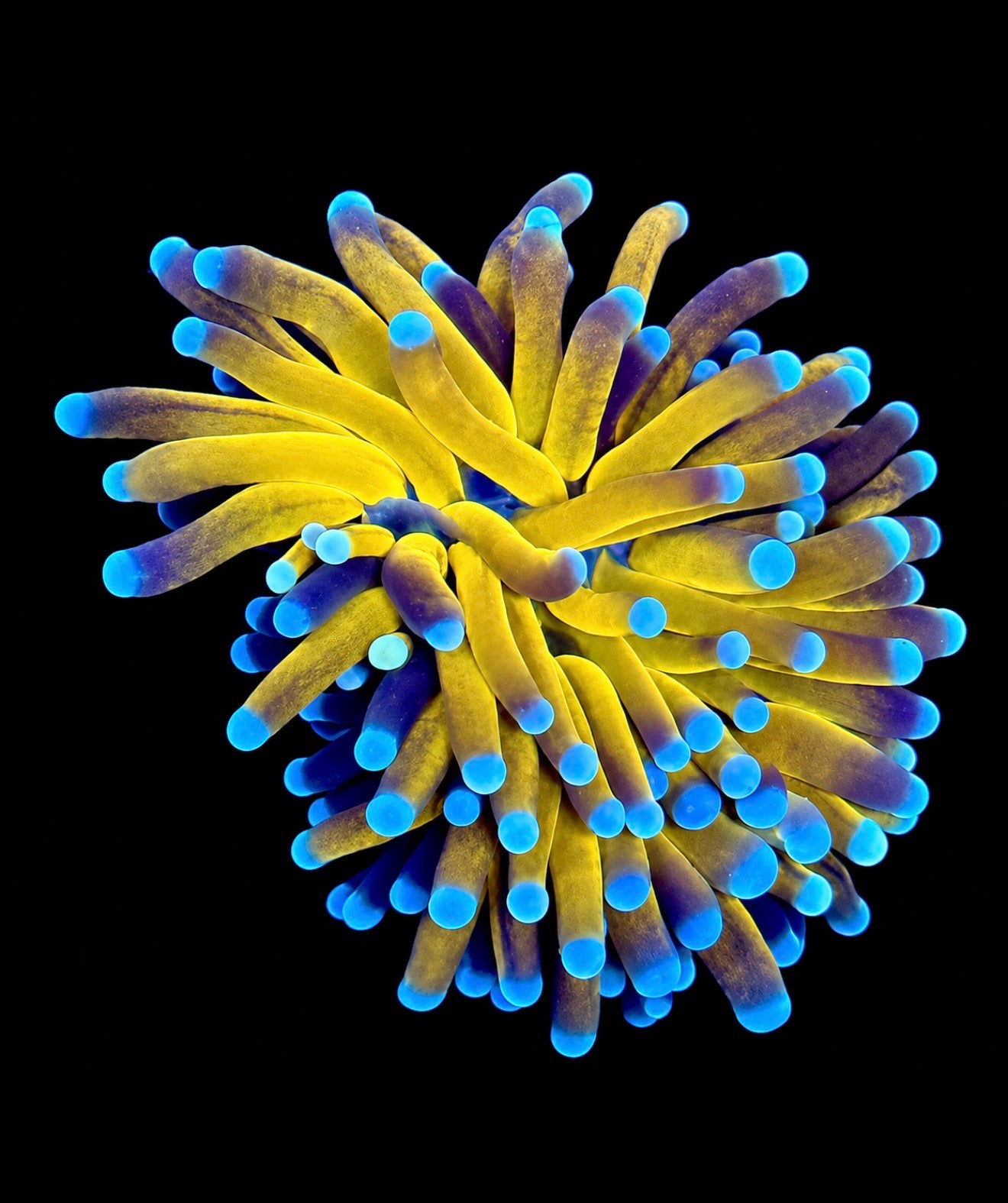 Tiger torch 1” frag