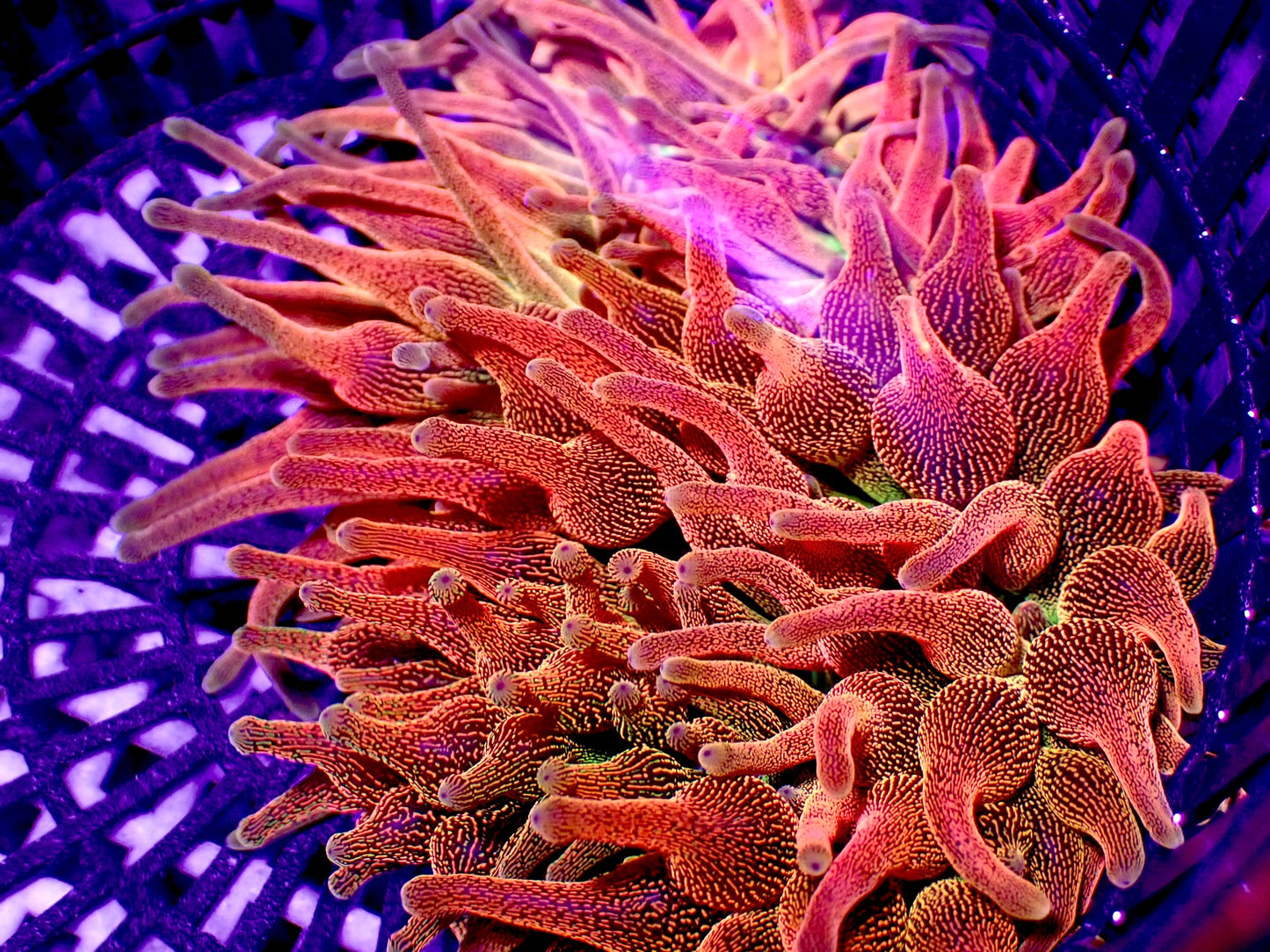 RTG Rainbow Bubble Tip Anemone