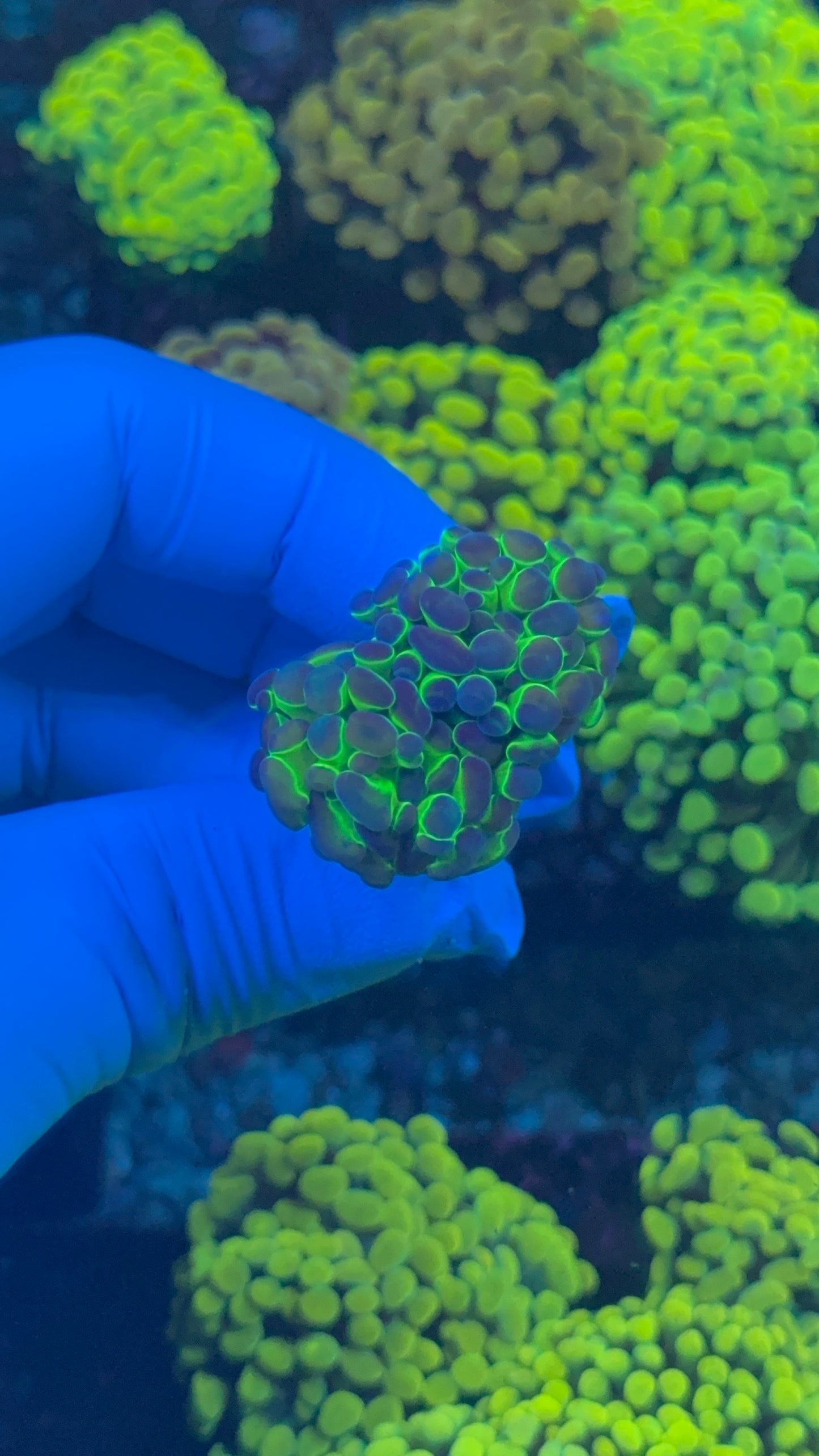 Hologram hammer 1” frag