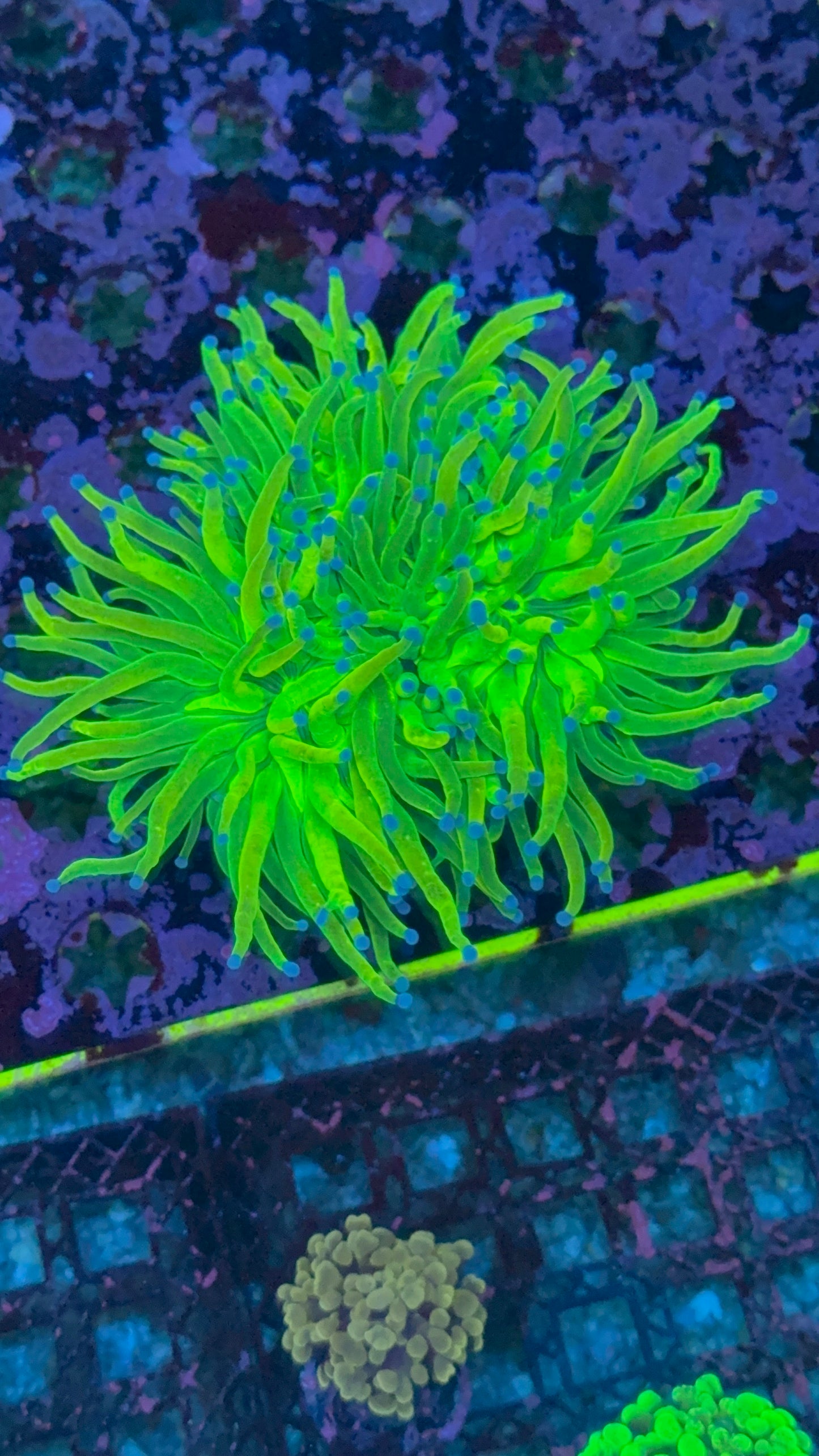 3 head holy grail torch WYSIWYG 3”