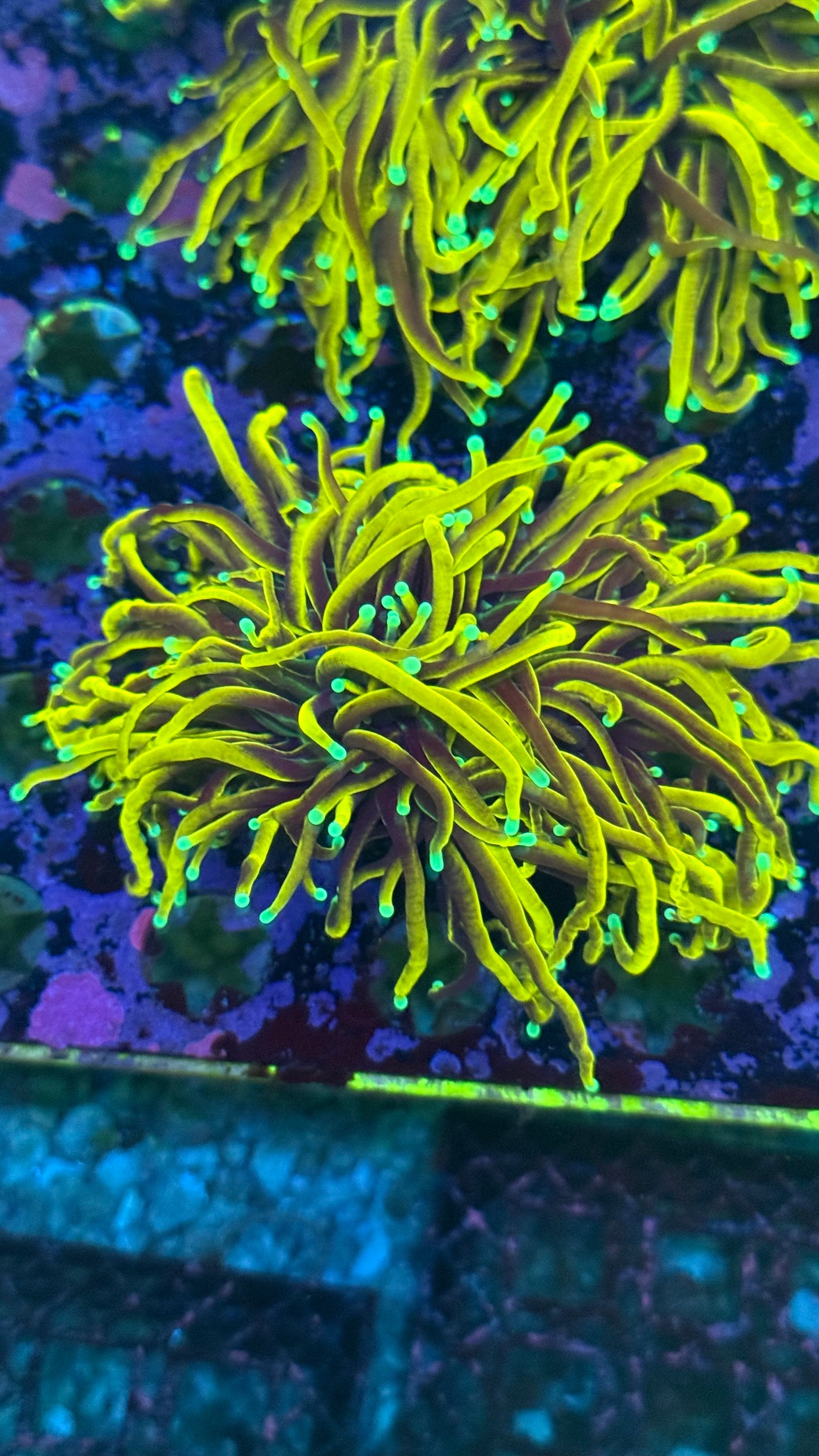 24k gold indo torch frag 2”