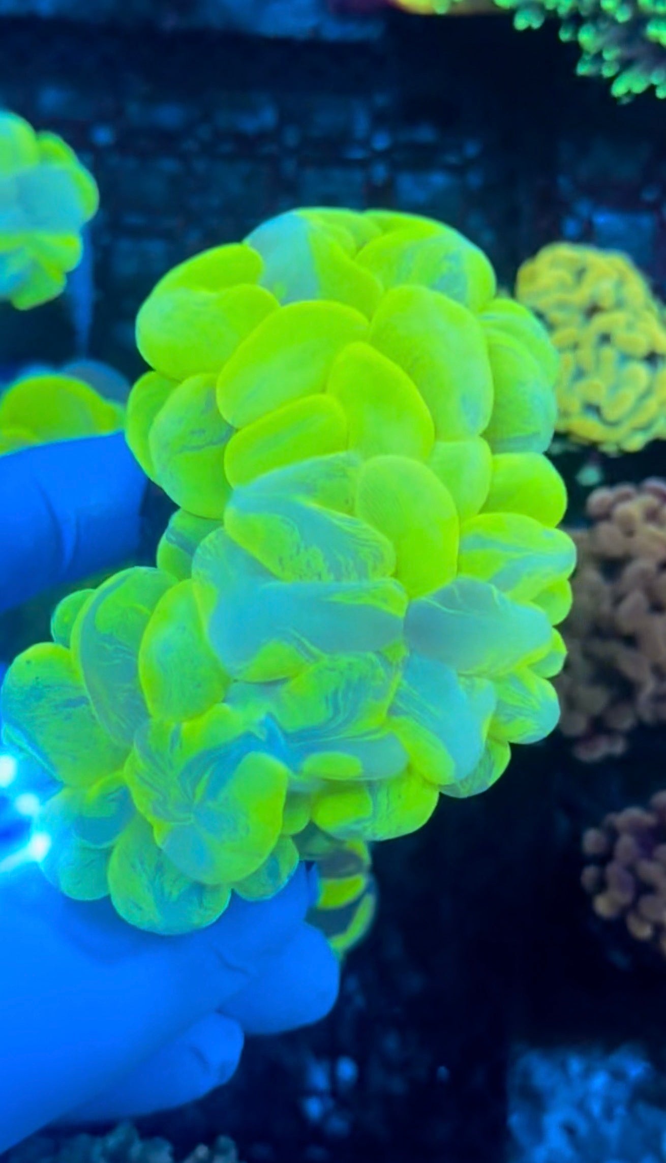 Yellow splatter bubble 4” colony