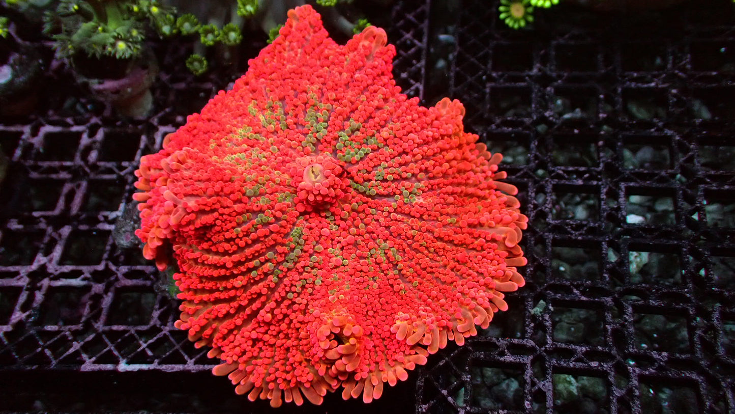 Ultra Orange blossom yuma XL 3” WYSIWYG