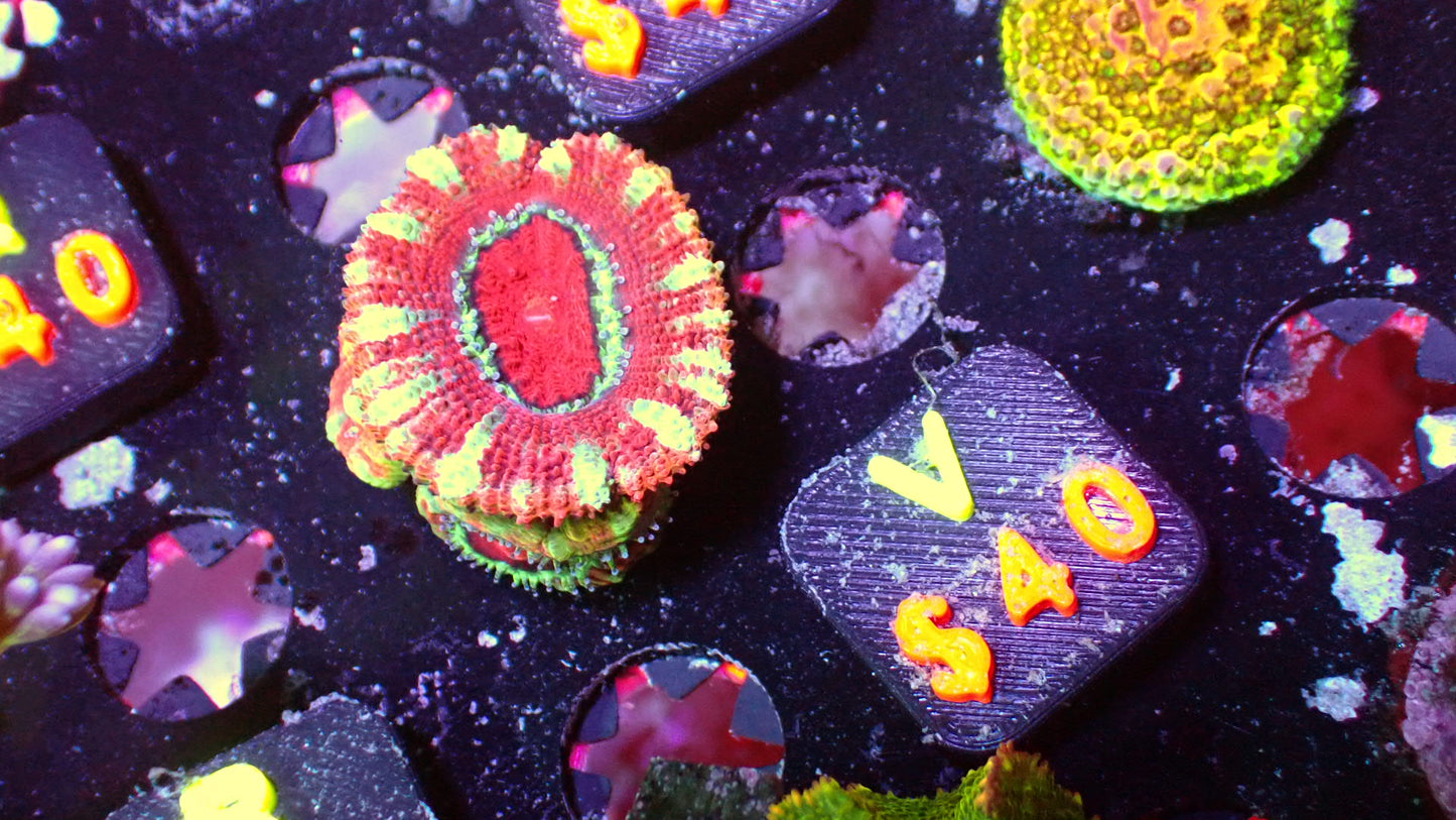 Candy cane Asian acans 1” frag