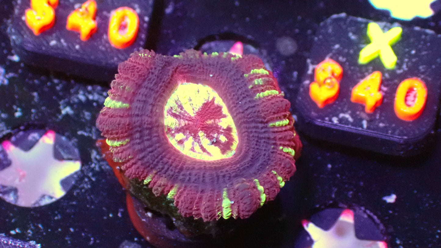 Maroon Asian acans 1” frag