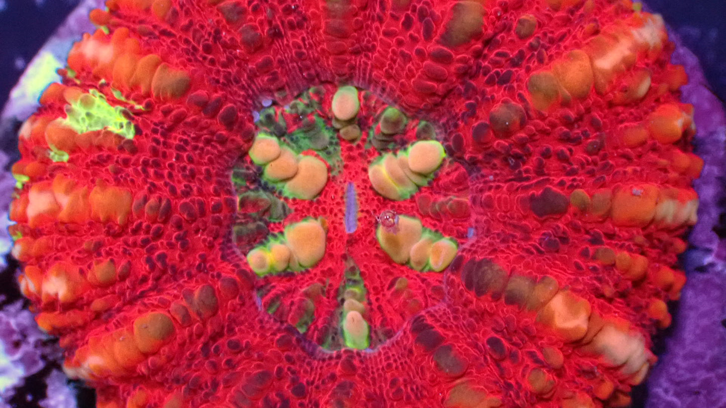 Tiger button scoly 2” WYSIWYG