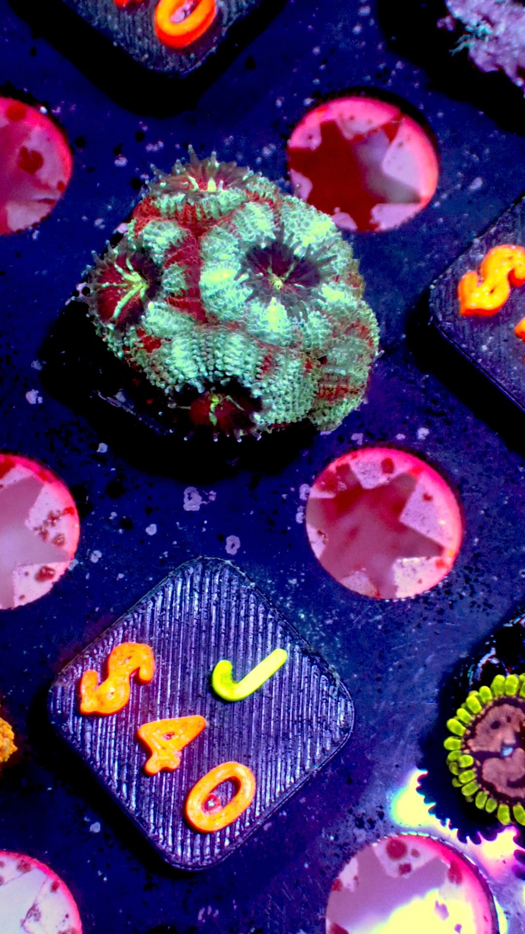 Blue acan 1” frag