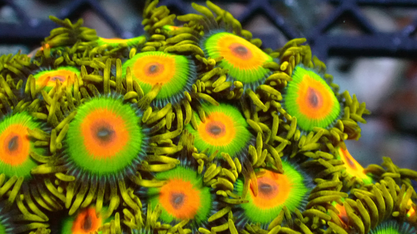 Rasta zoanthids
