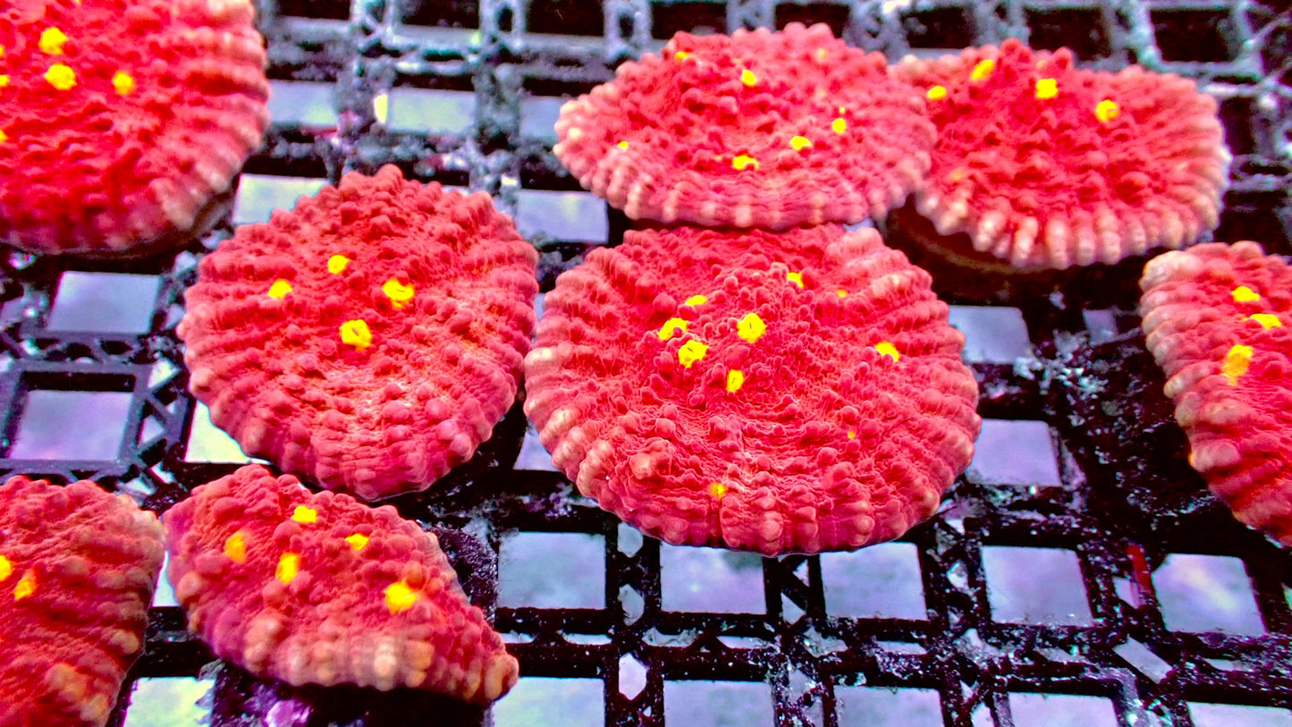 Golden eye chalice 1” frag