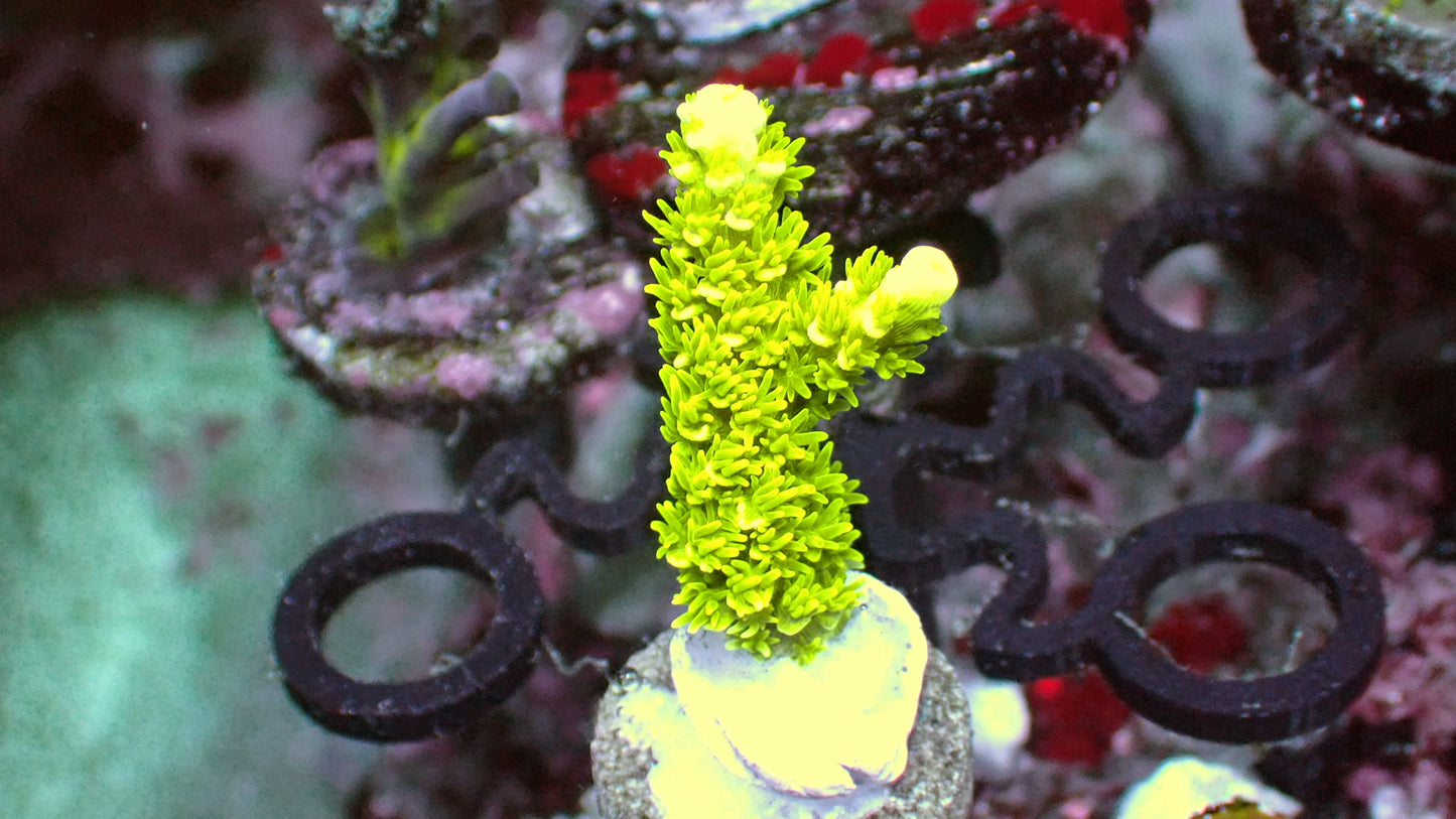Neon Yellow acro 1” frag