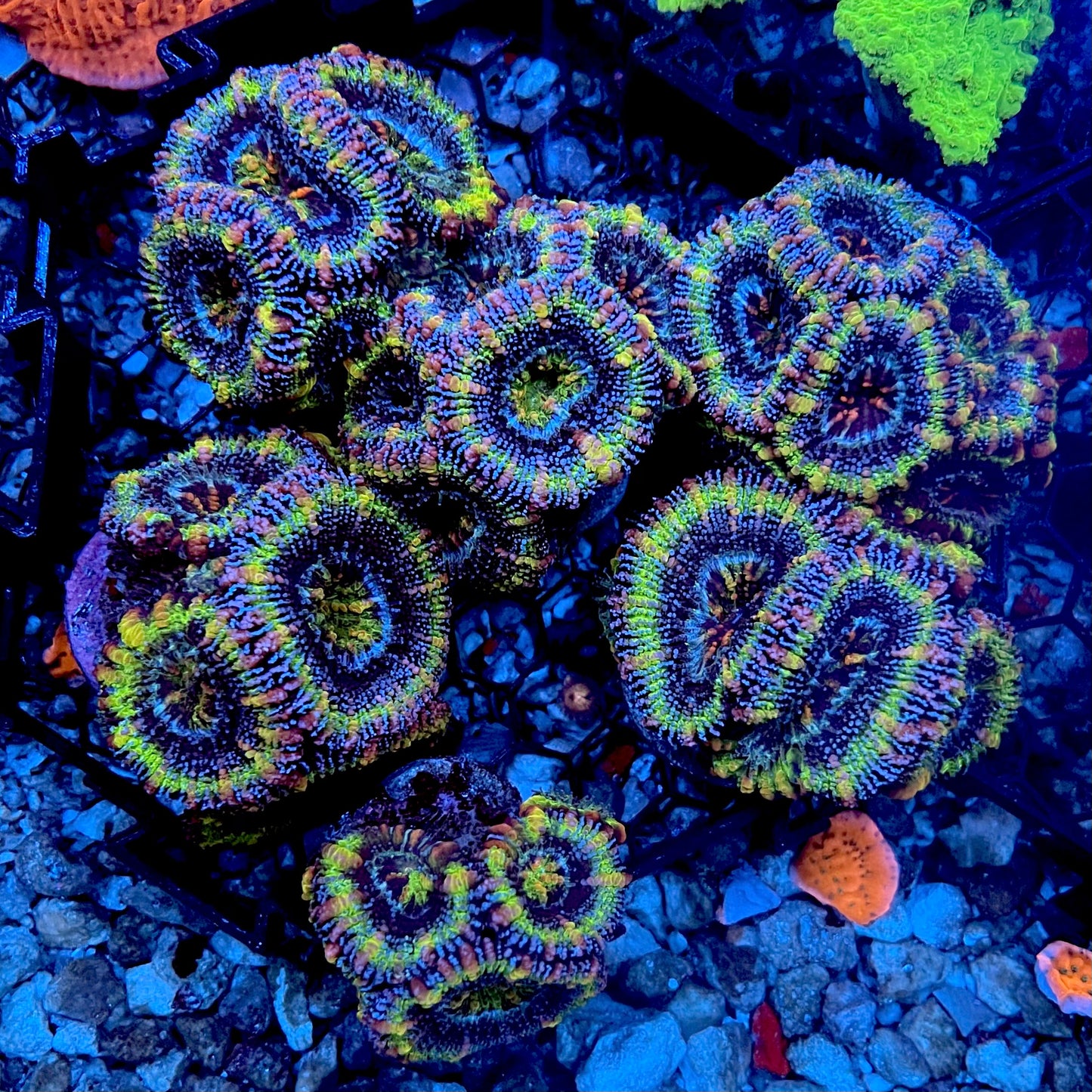 Prismatic Acans lords 1” frag