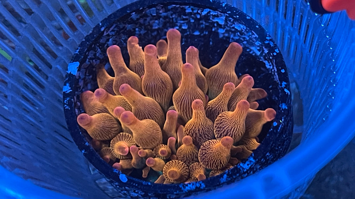 Rainbow Bubble tip anemone 2”