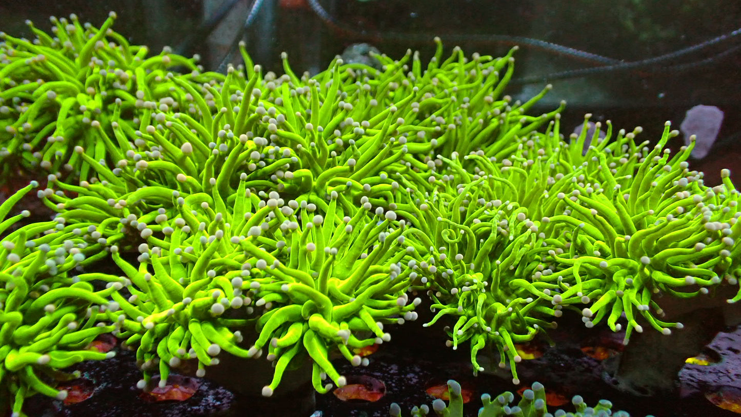 Cotton candy torch pink tips 1” frag