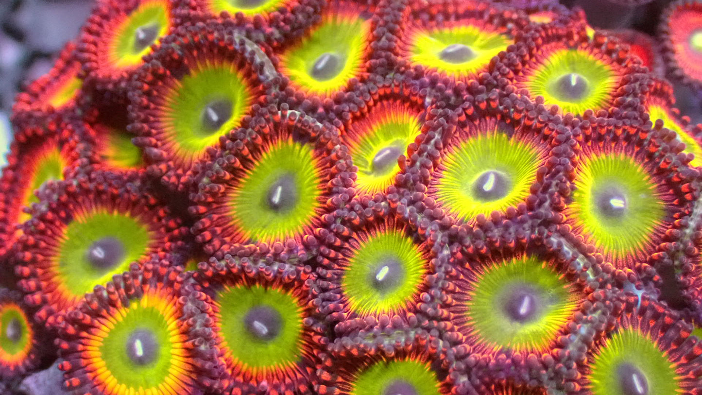 Candy apple red 1” frag (3+ heads)