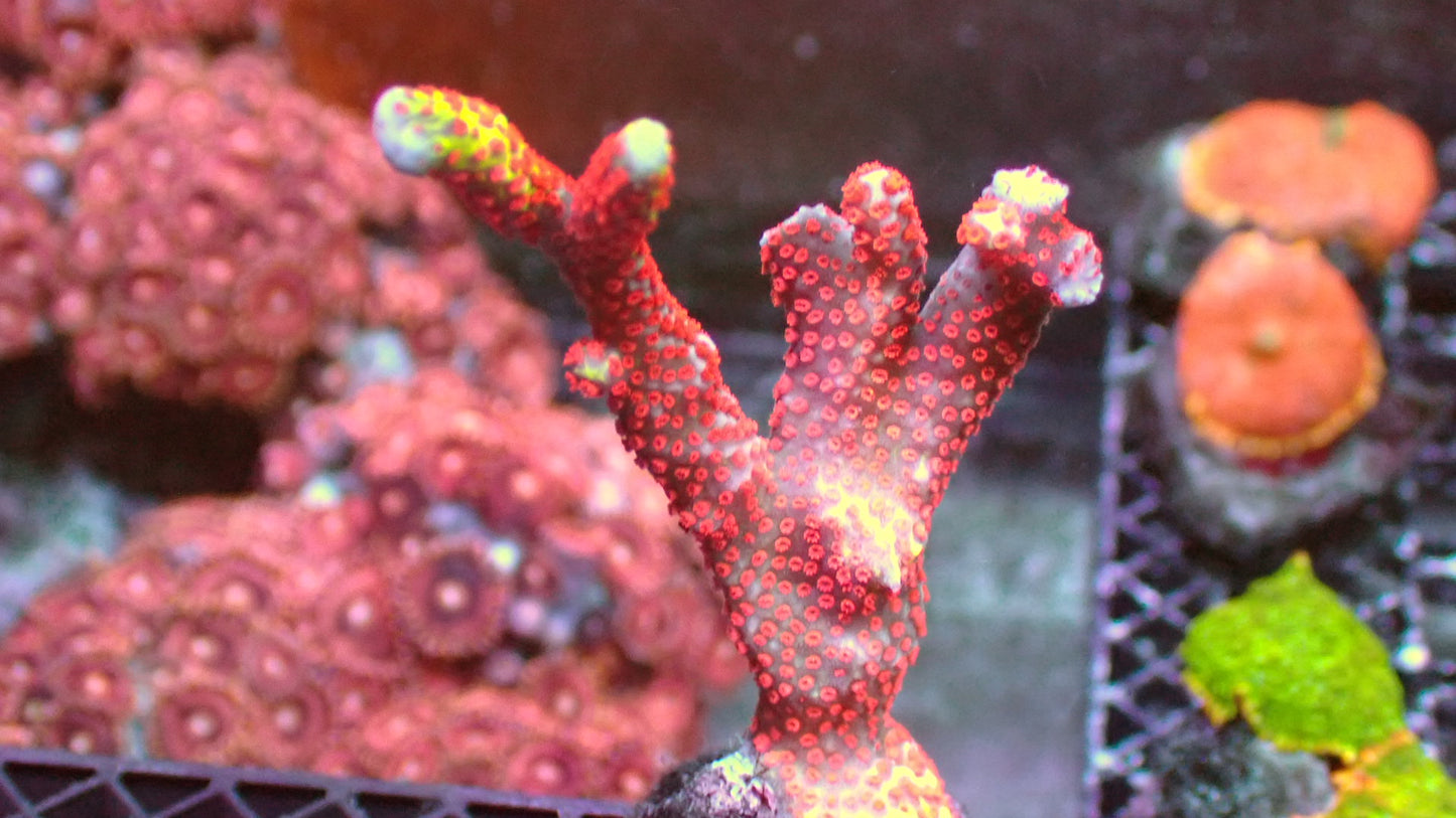 Forest fire digitata 1” frag