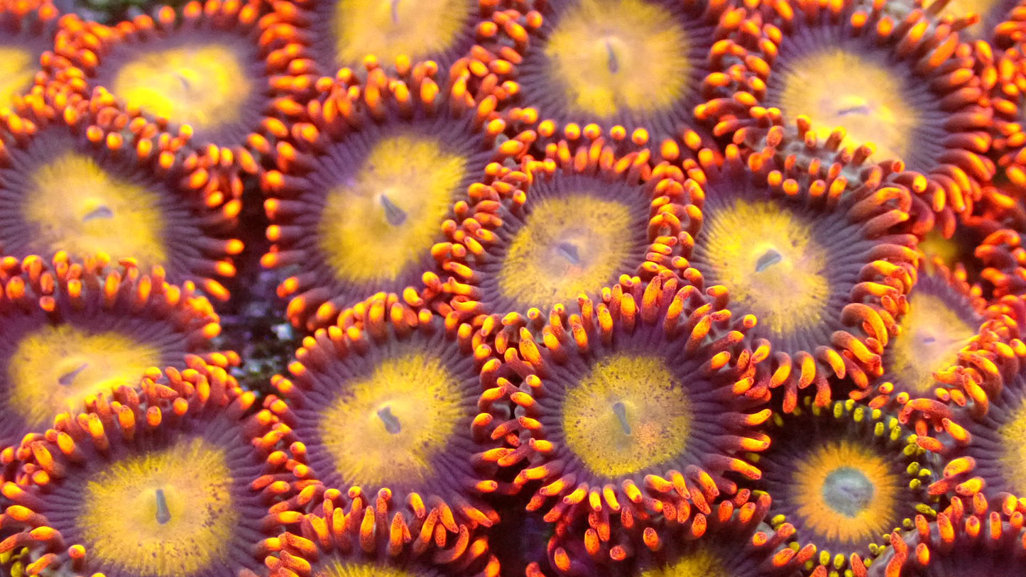 Mandarin zoas 1” frag (3-5 heads)