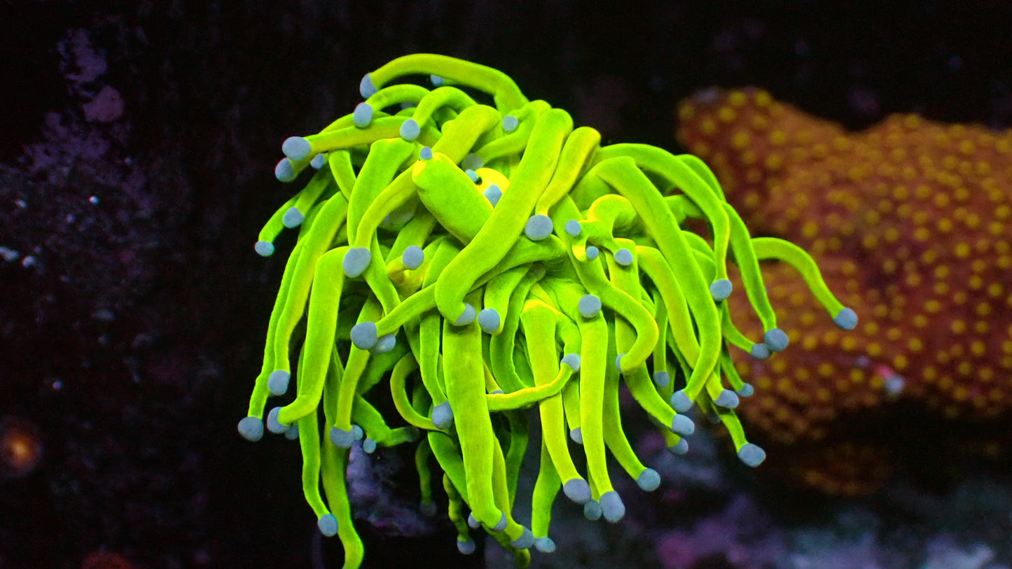 Holy grail torch 1” frag