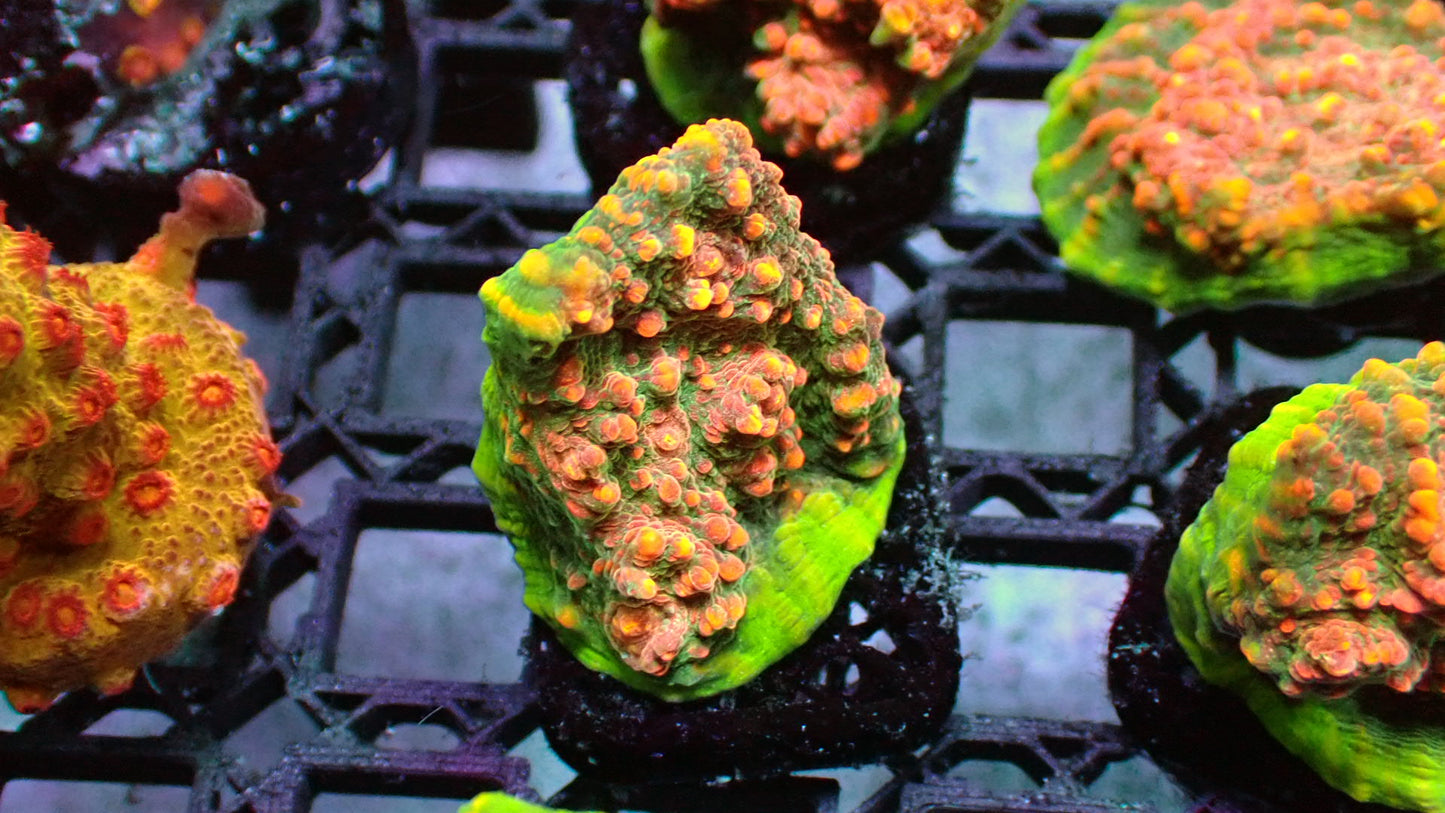 WWC Area 51 chalice 1” frag