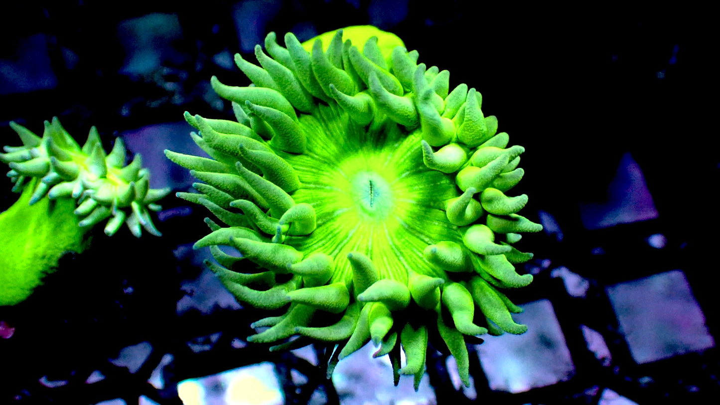 Duncan coral 1” frag