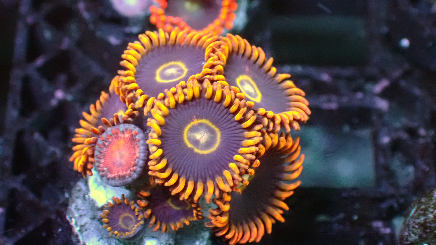 Rainbow hornet zoas 1” frag
