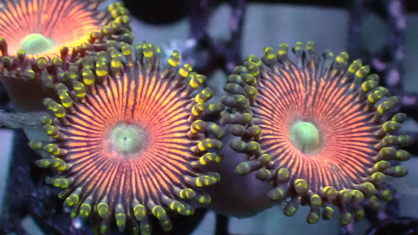 Peaches zoas 1” frag